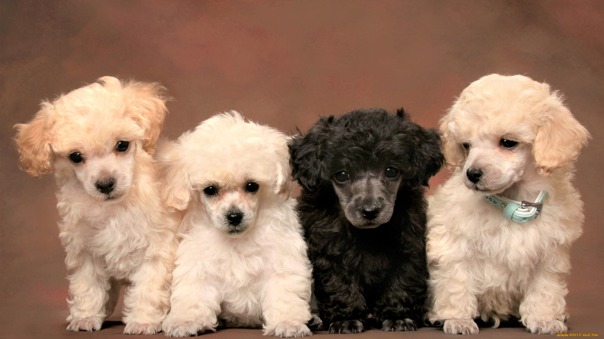 животные, собаки, черный, щенки, белые, пудели