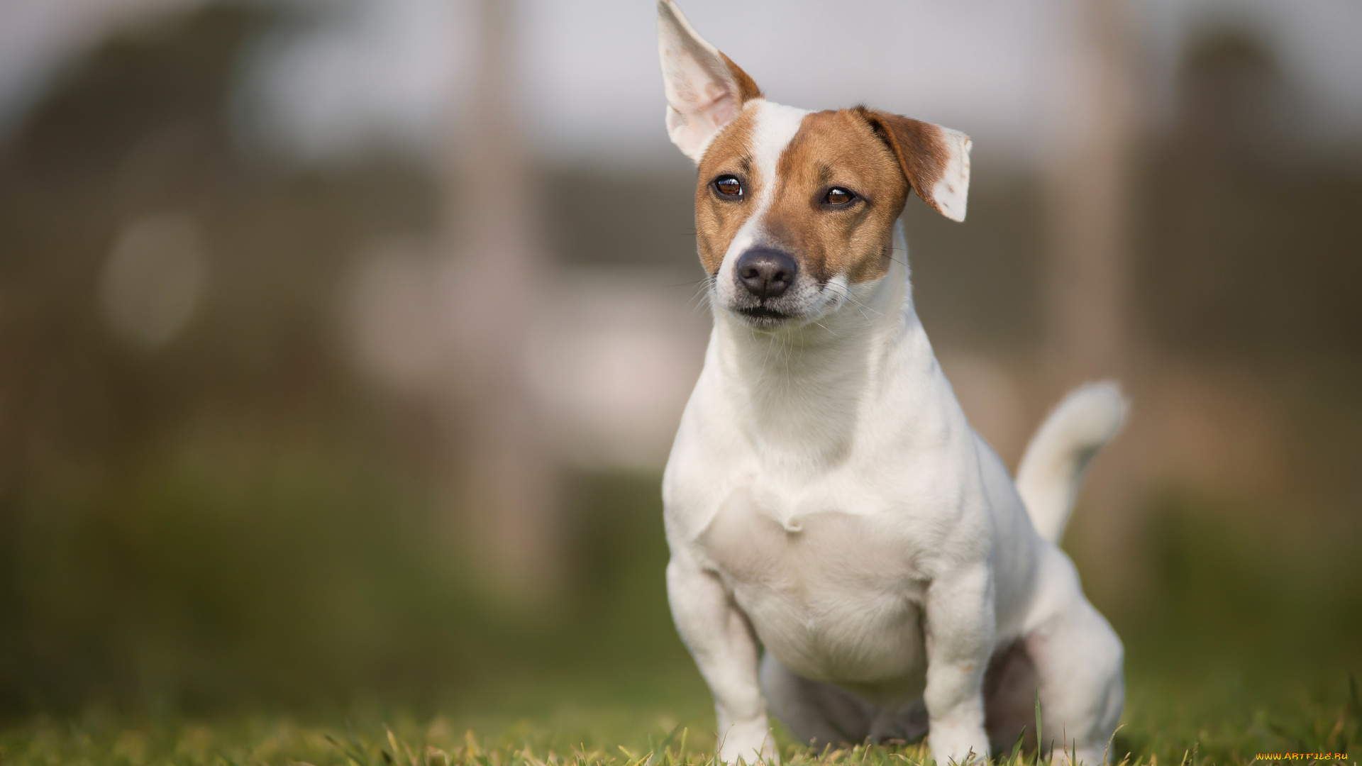 животные, собаки, лужайка, джек-рассел-терьер, ухо, пес