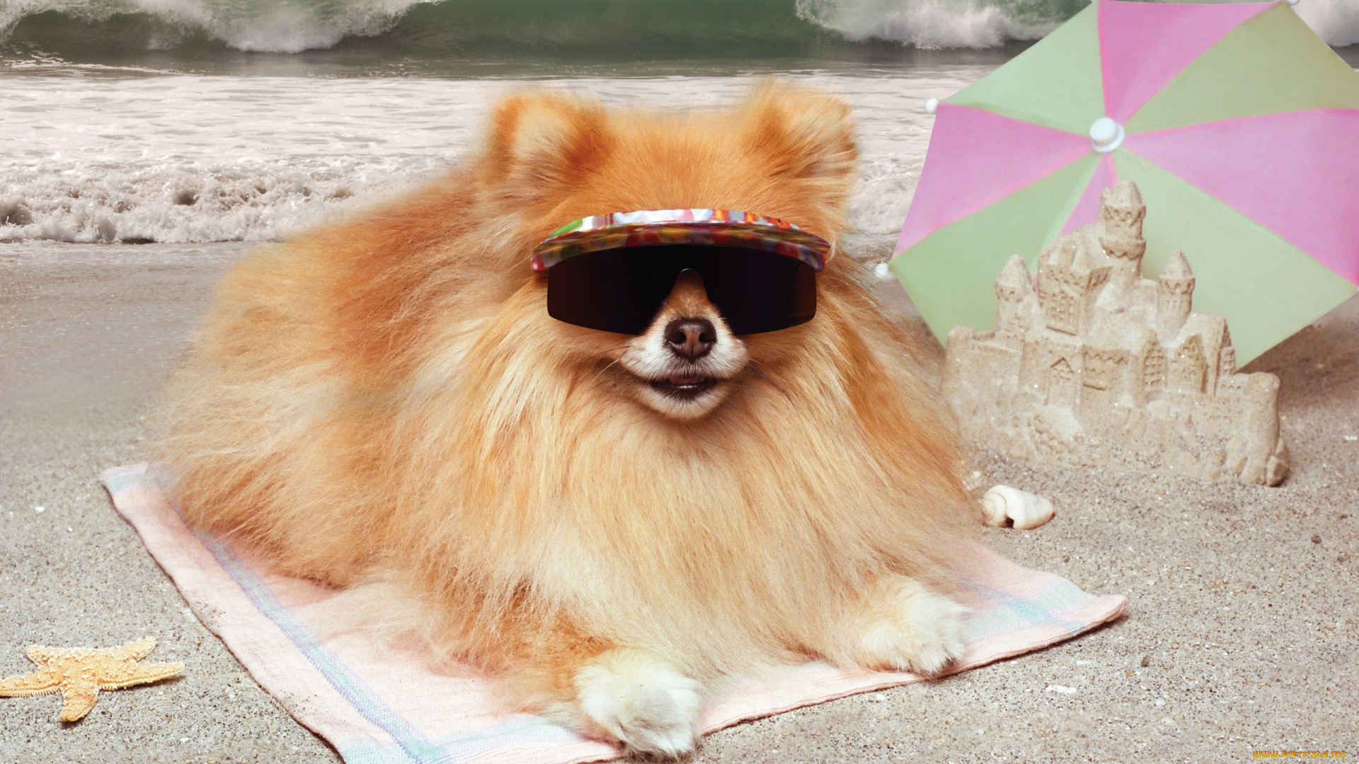 животные, собаки, море, шпиц, очки, подстилка, зонт, замок