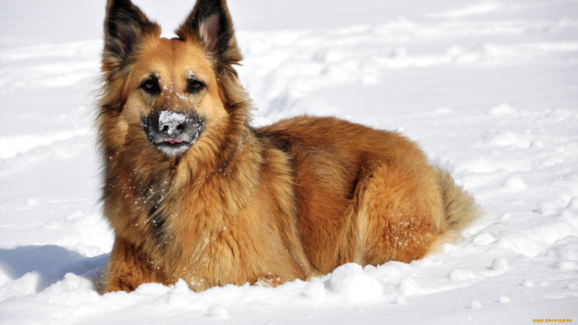 животные, собаки, зима, нос, снег, овчарка