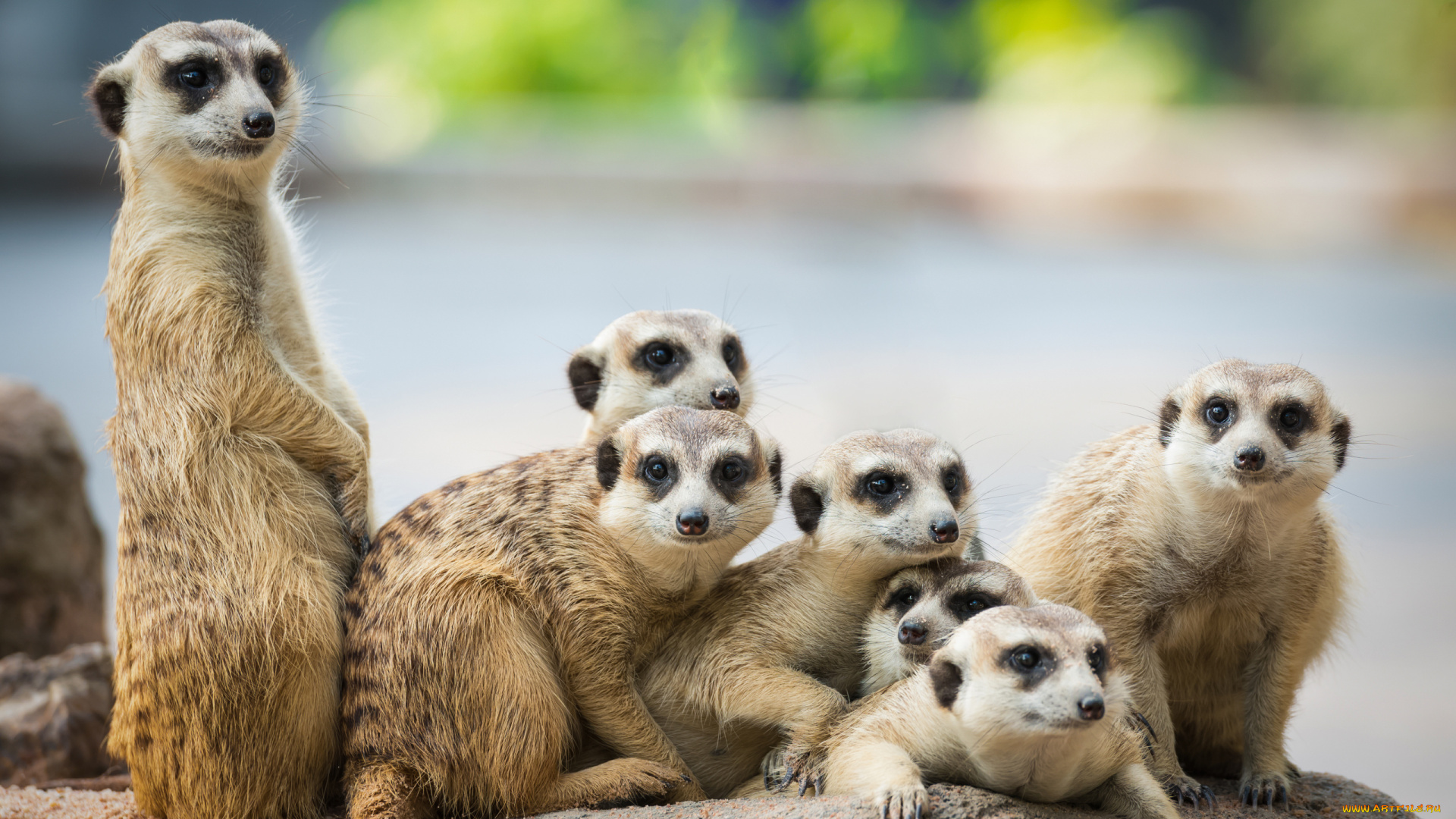 животные, сурикаты, семья, камень