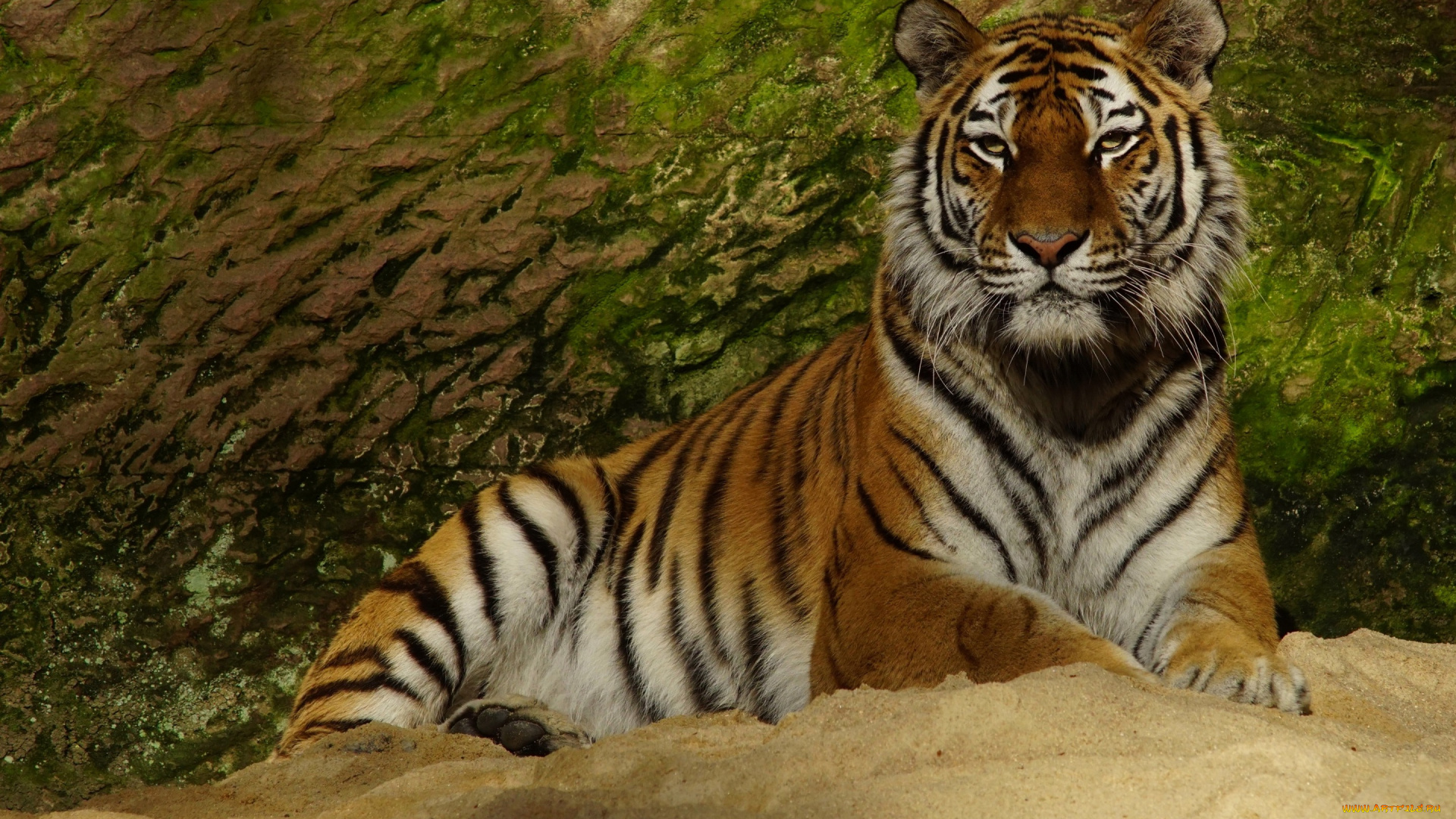 животные, тигры, морда, взгляд, зеленый, фон, поза, камень, лапы, лежит, дикая, кошка, тигр