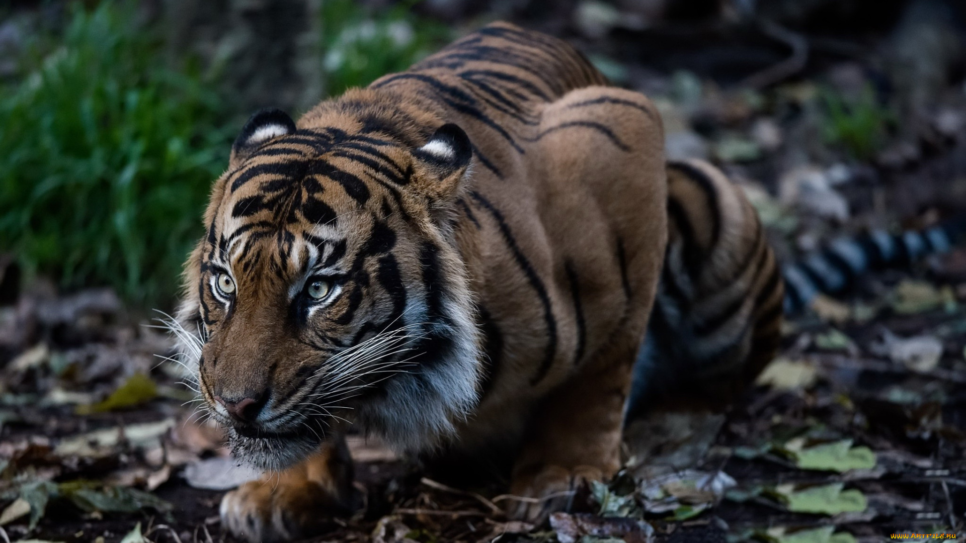 животные, тигры, зверь, тигр, кошка