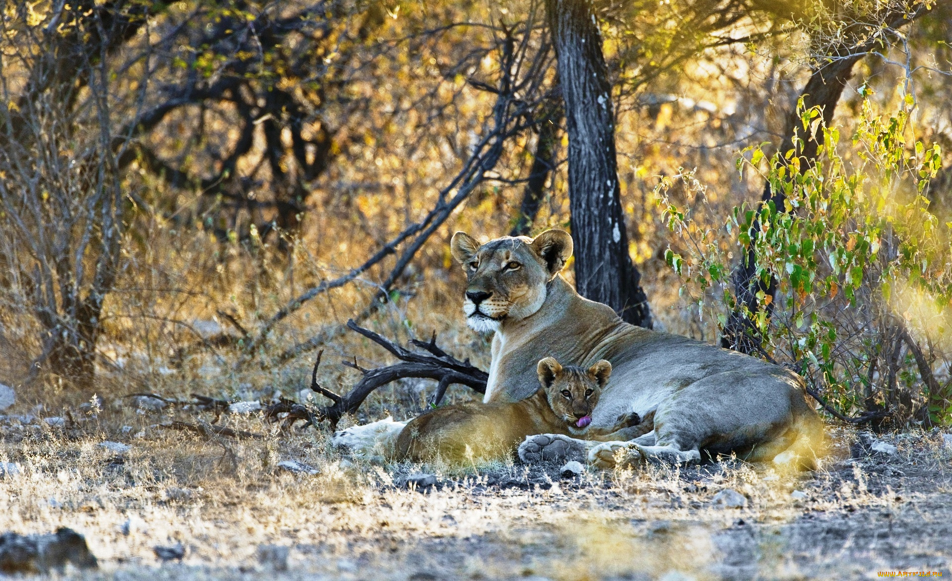 животные, львы, деревья, львенок, львица