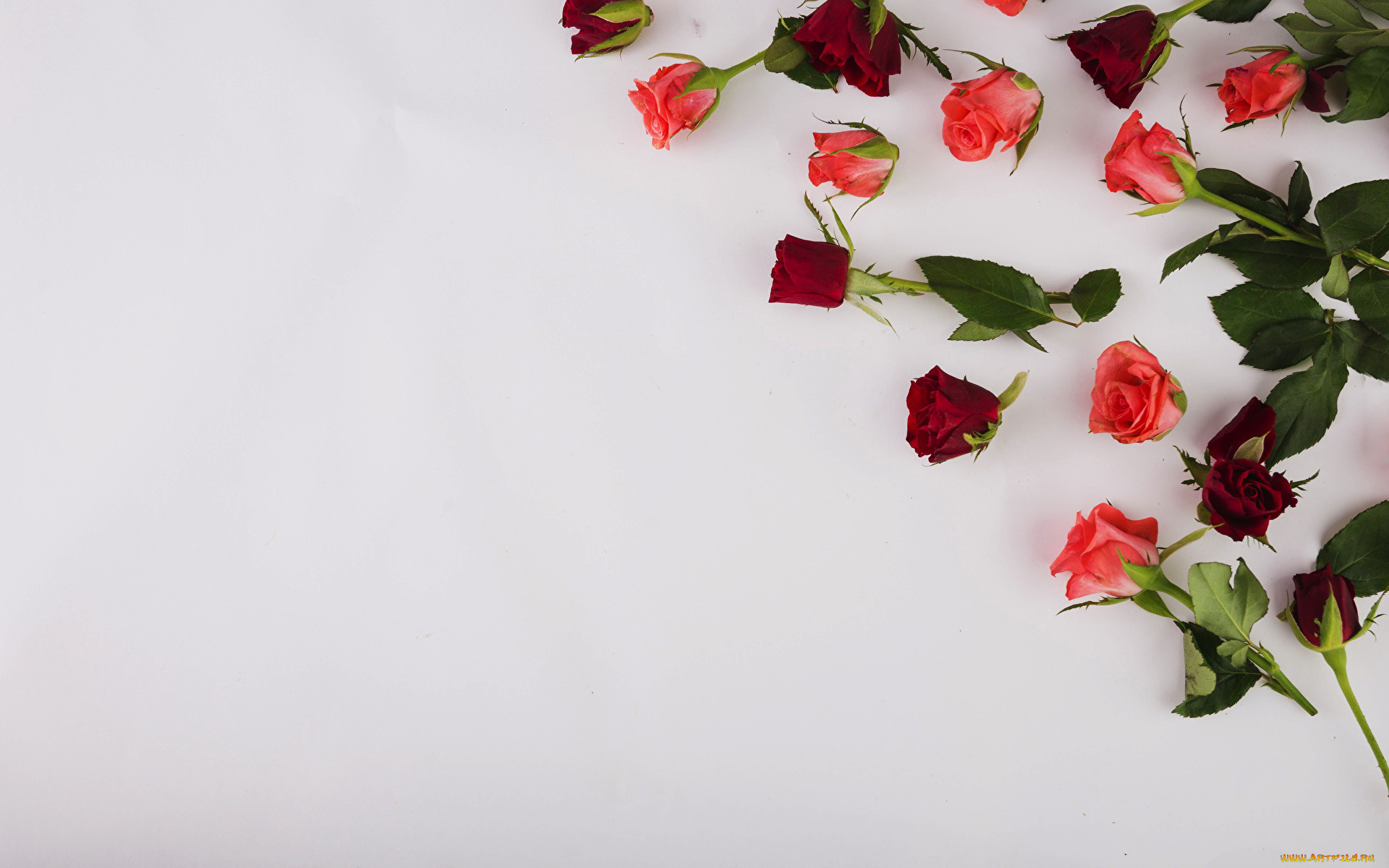 цветы, розы, бутоны