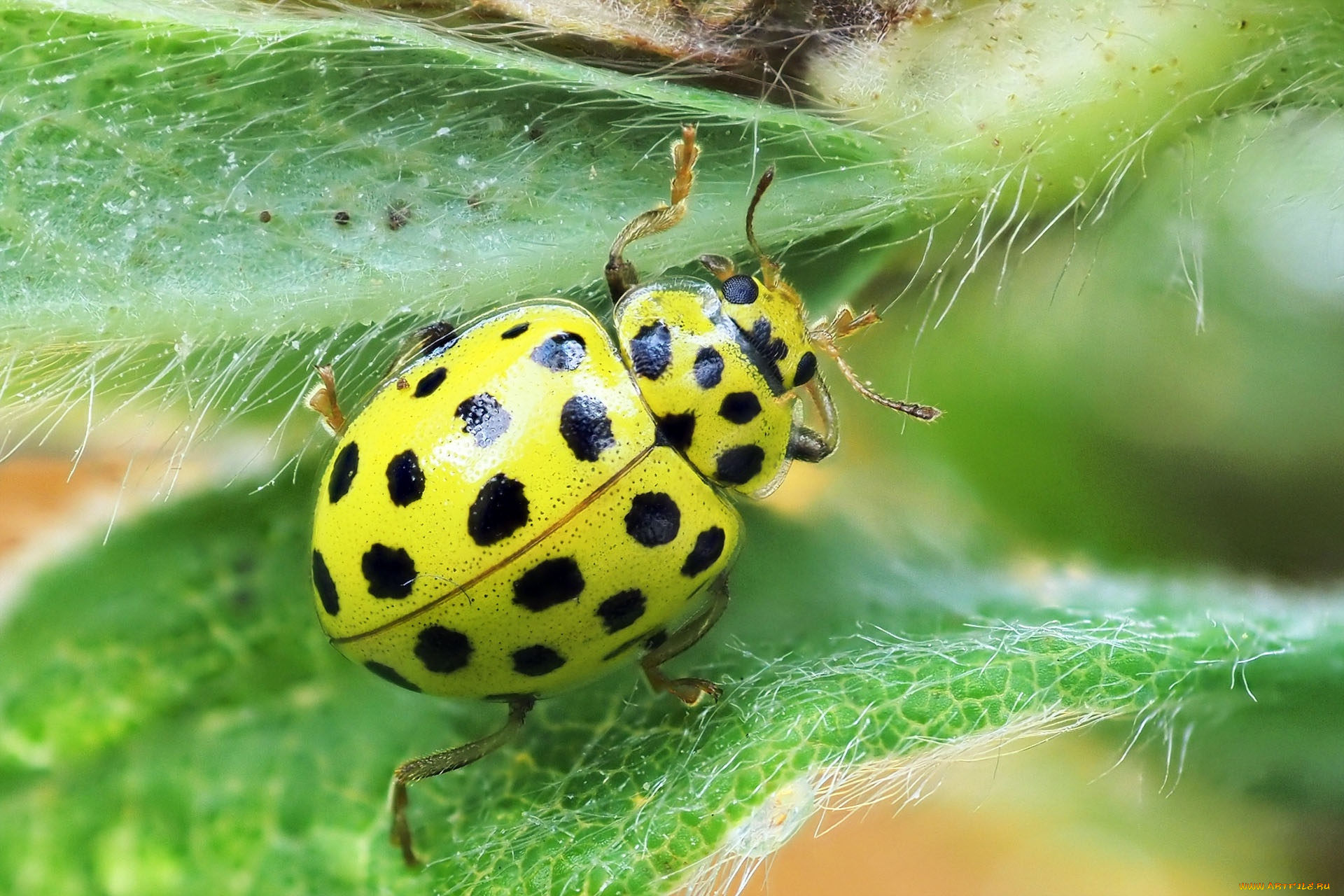 животные, божьи, коровки, псиллобора, коровка, двадцатидвухточечная, божья
