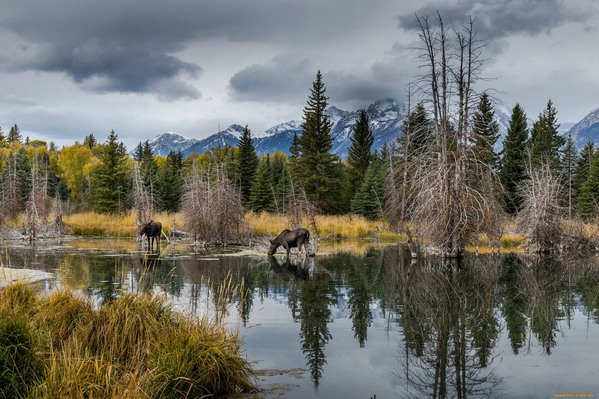 животные, лоси, лес, водоем, берег, природа, лось