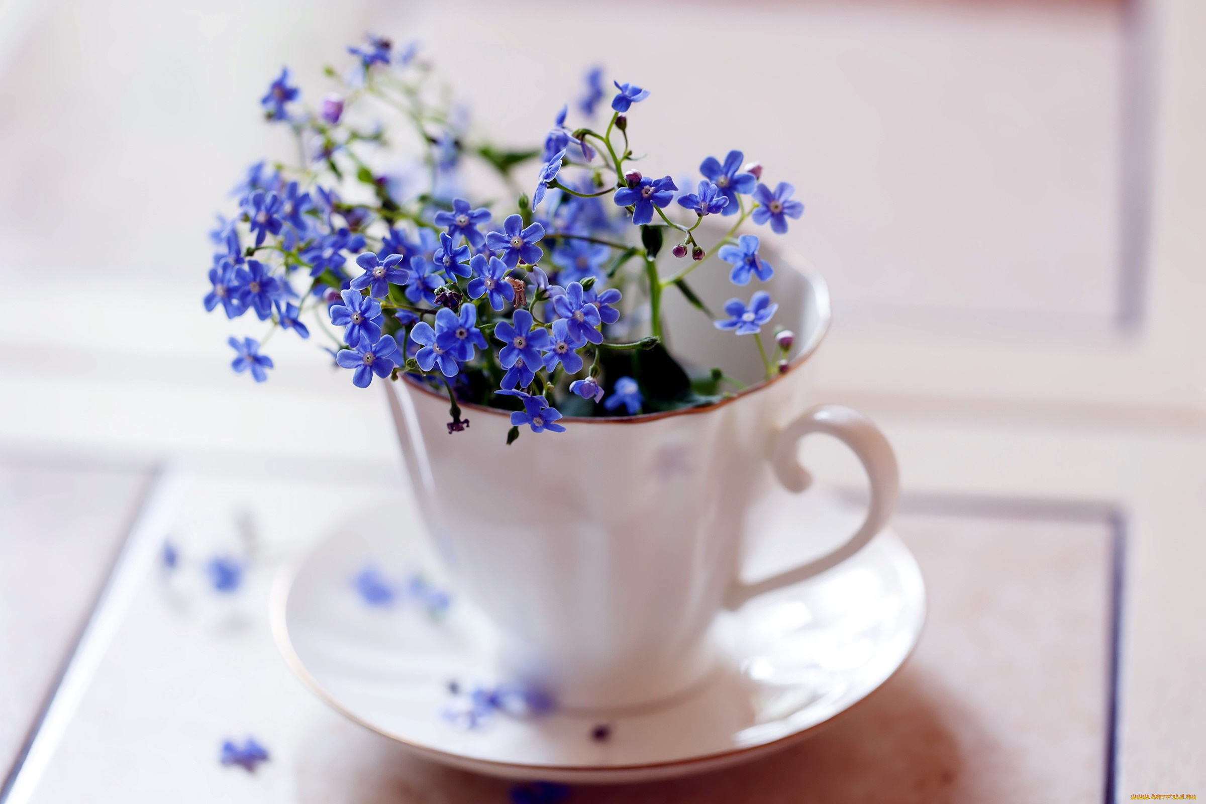 цветы, незабудки, синий