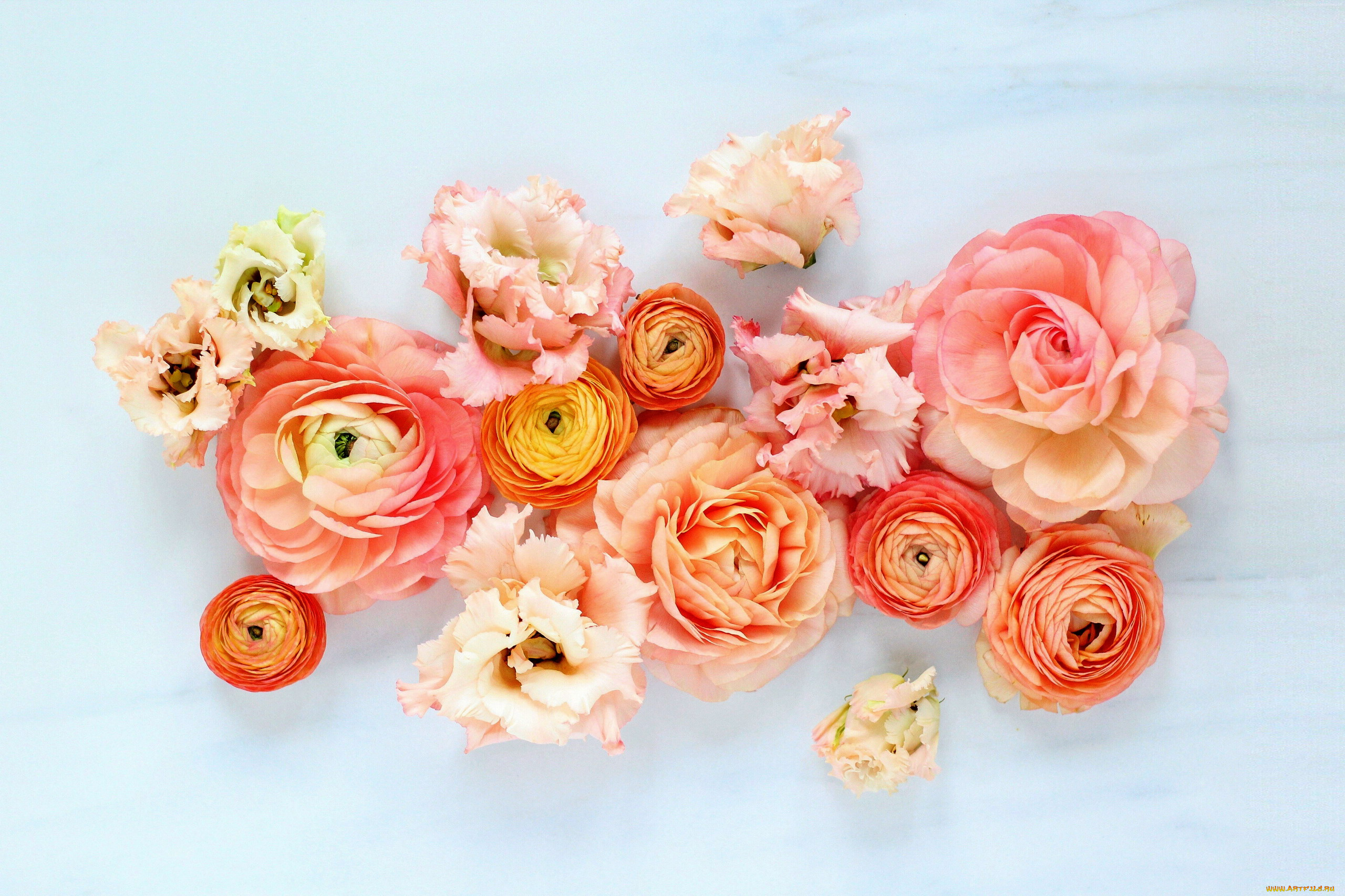 цветы, разные, вместе, эустома, ранункулюс