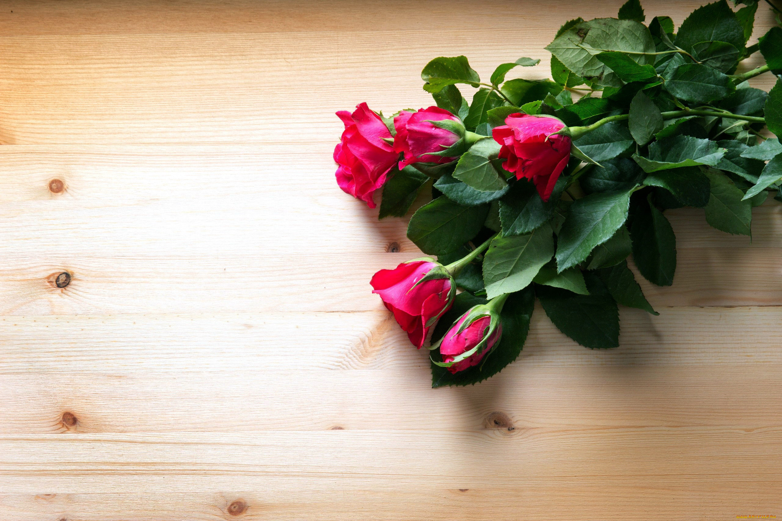 цветы, розы, бутоны