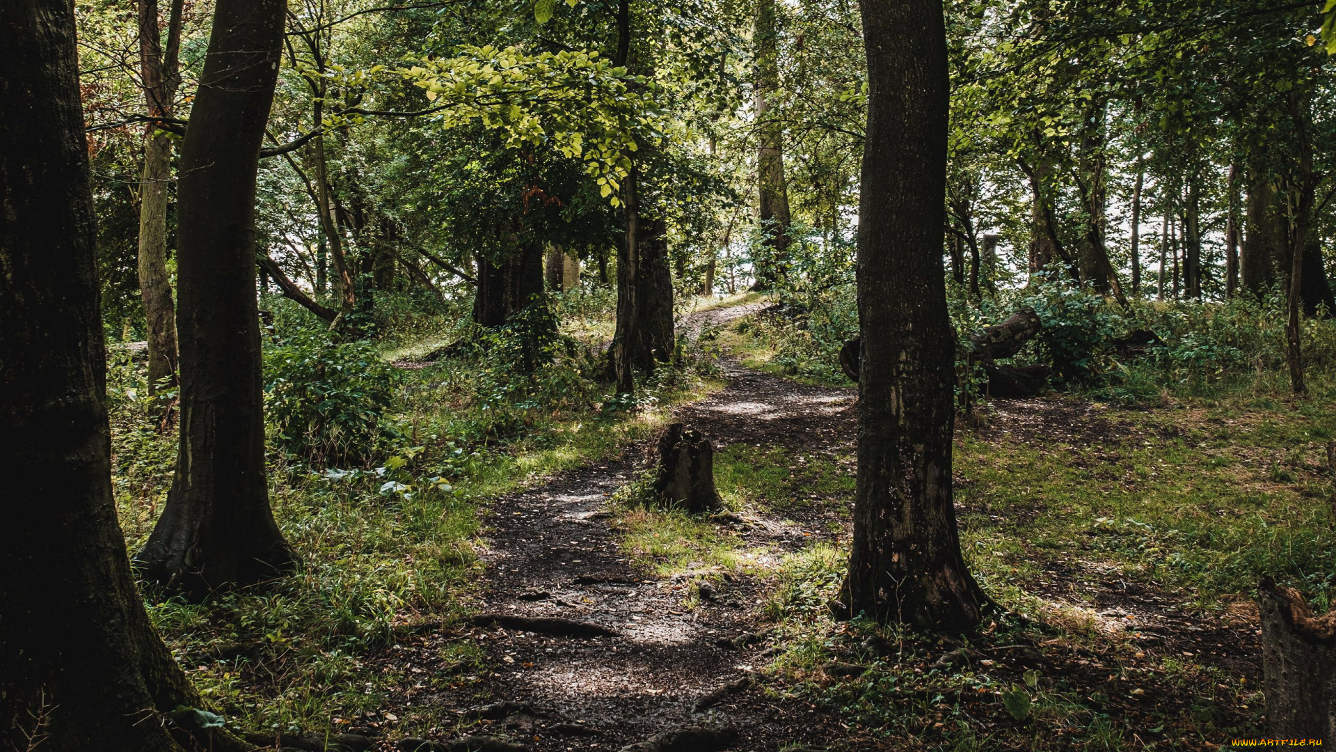 природа, лес, стволы, лиственный