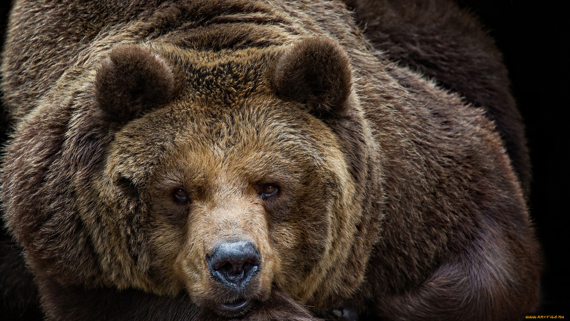 животные, медведи, медведь, бурый, гризли, кодьяк, животное, хищник, млекопитающее, хордовые