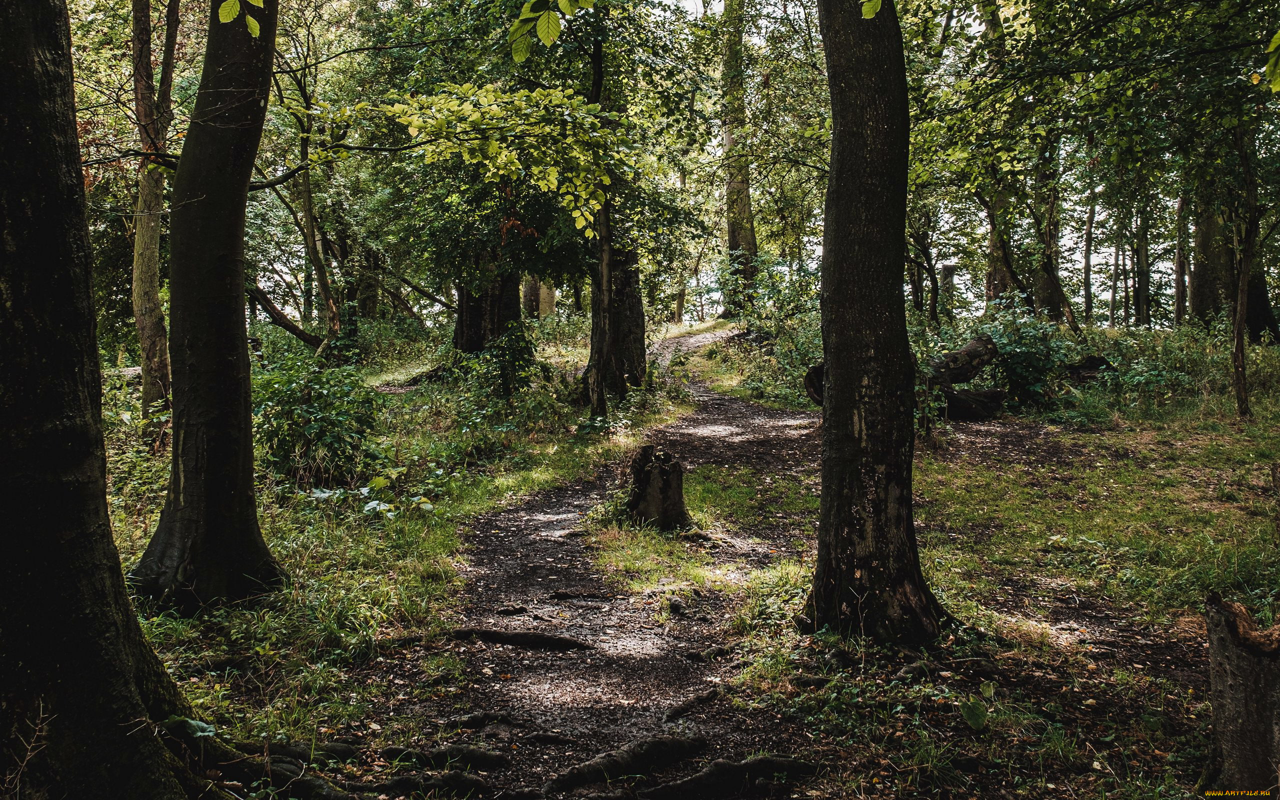 природа, лес, стволы, лиственный
