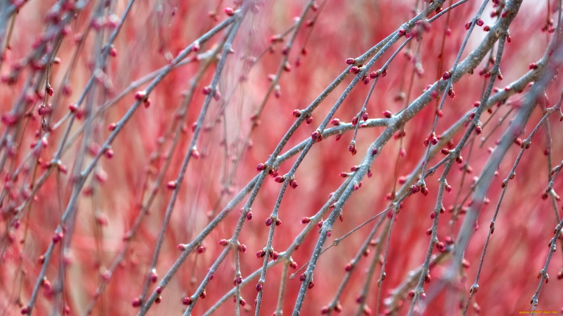 природа, деревья, ветки, бутоны, почки