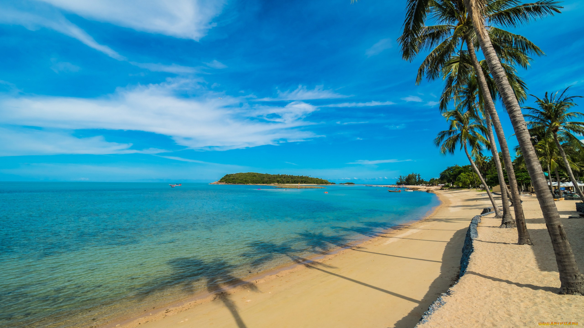 природа, тропики, море, пляж, пальма