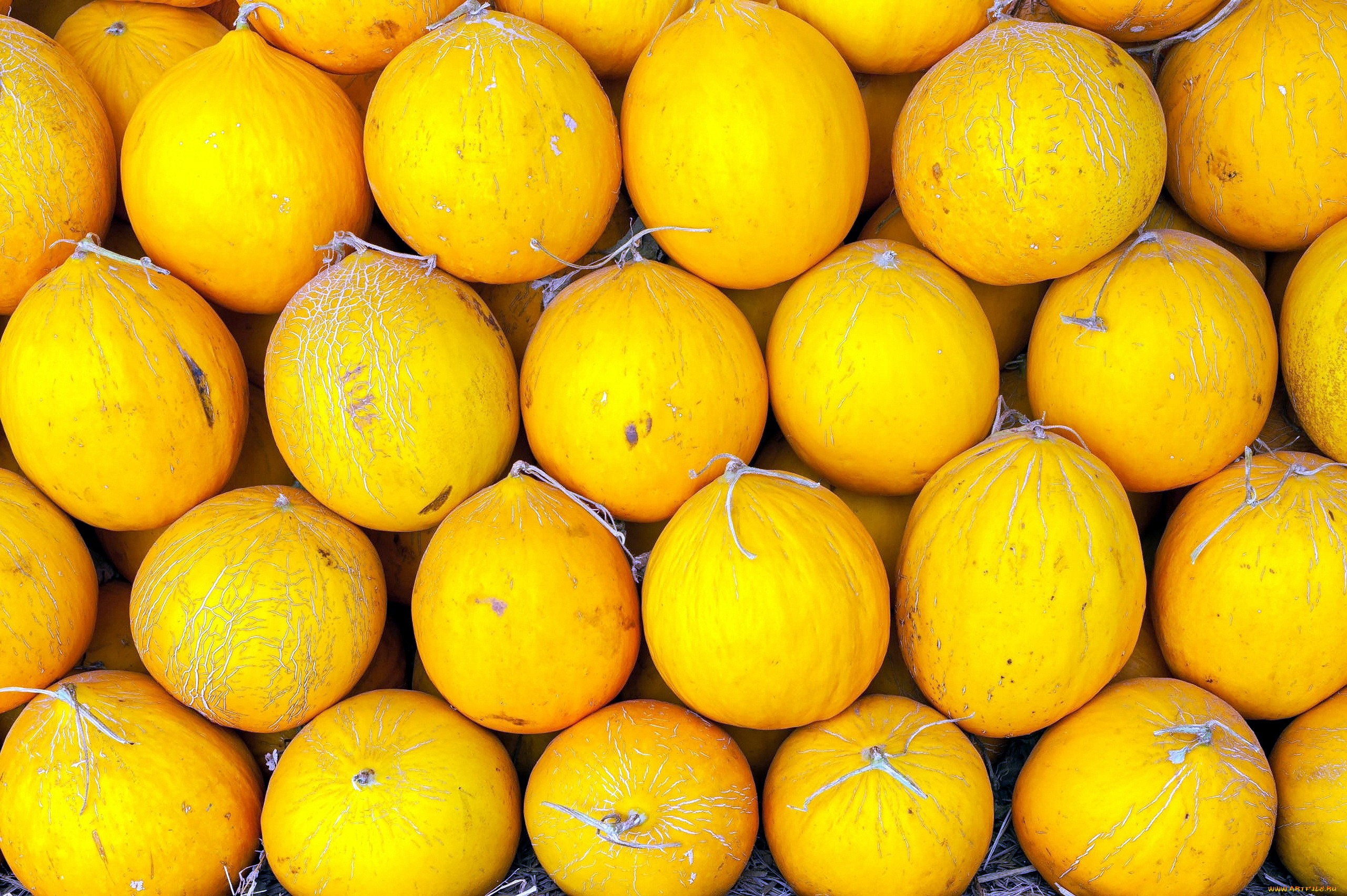 еда, дыня, желтые, дыни, много, урожай