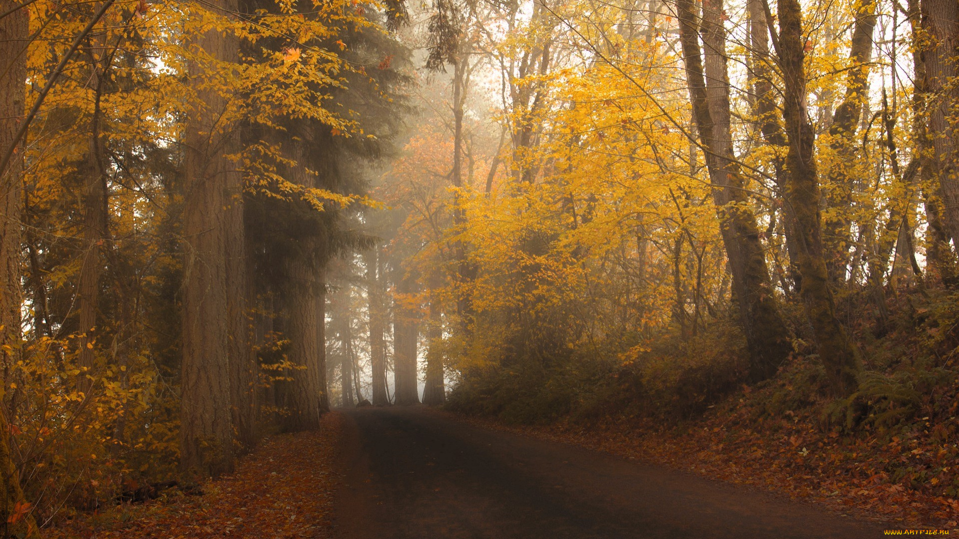 природа, дороги, осень, лес, деревья, листья, туман, дорога