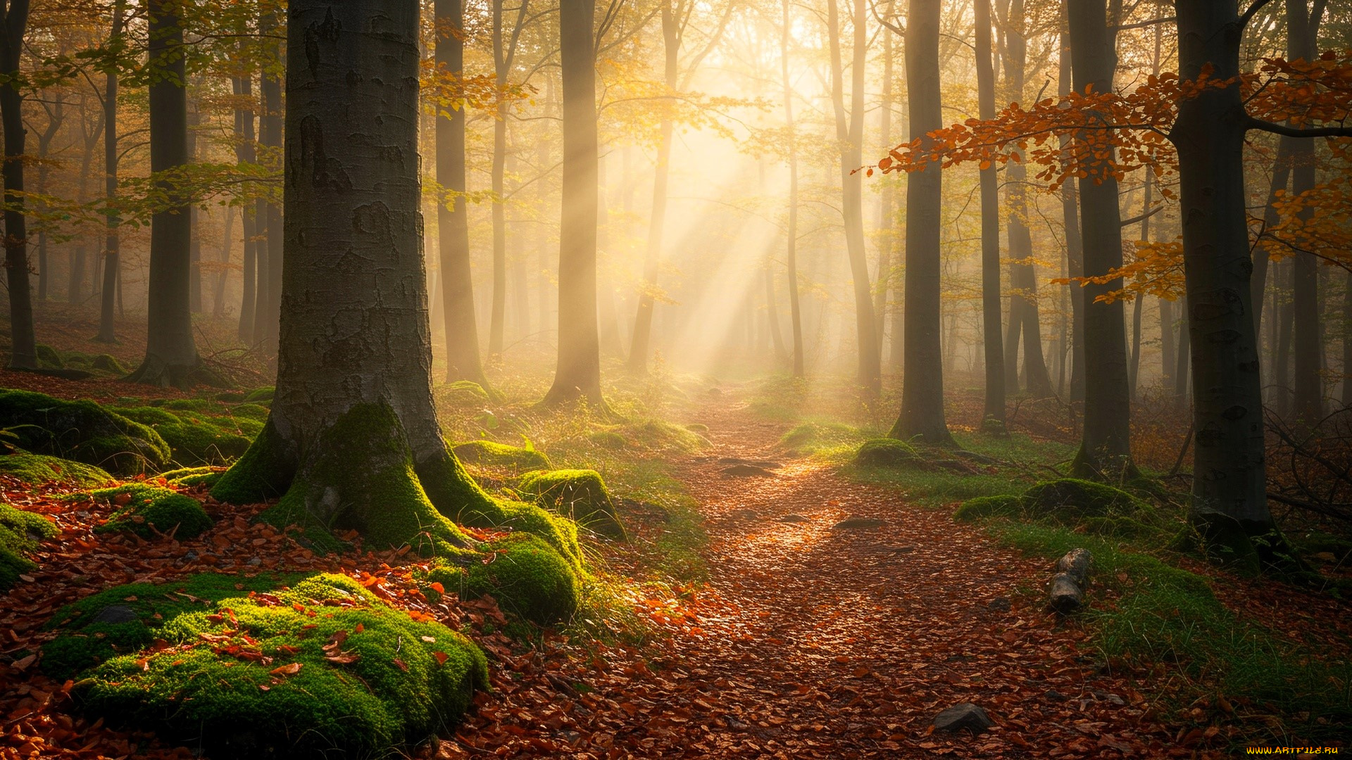 природа, лес, осень, туман, листья, мох