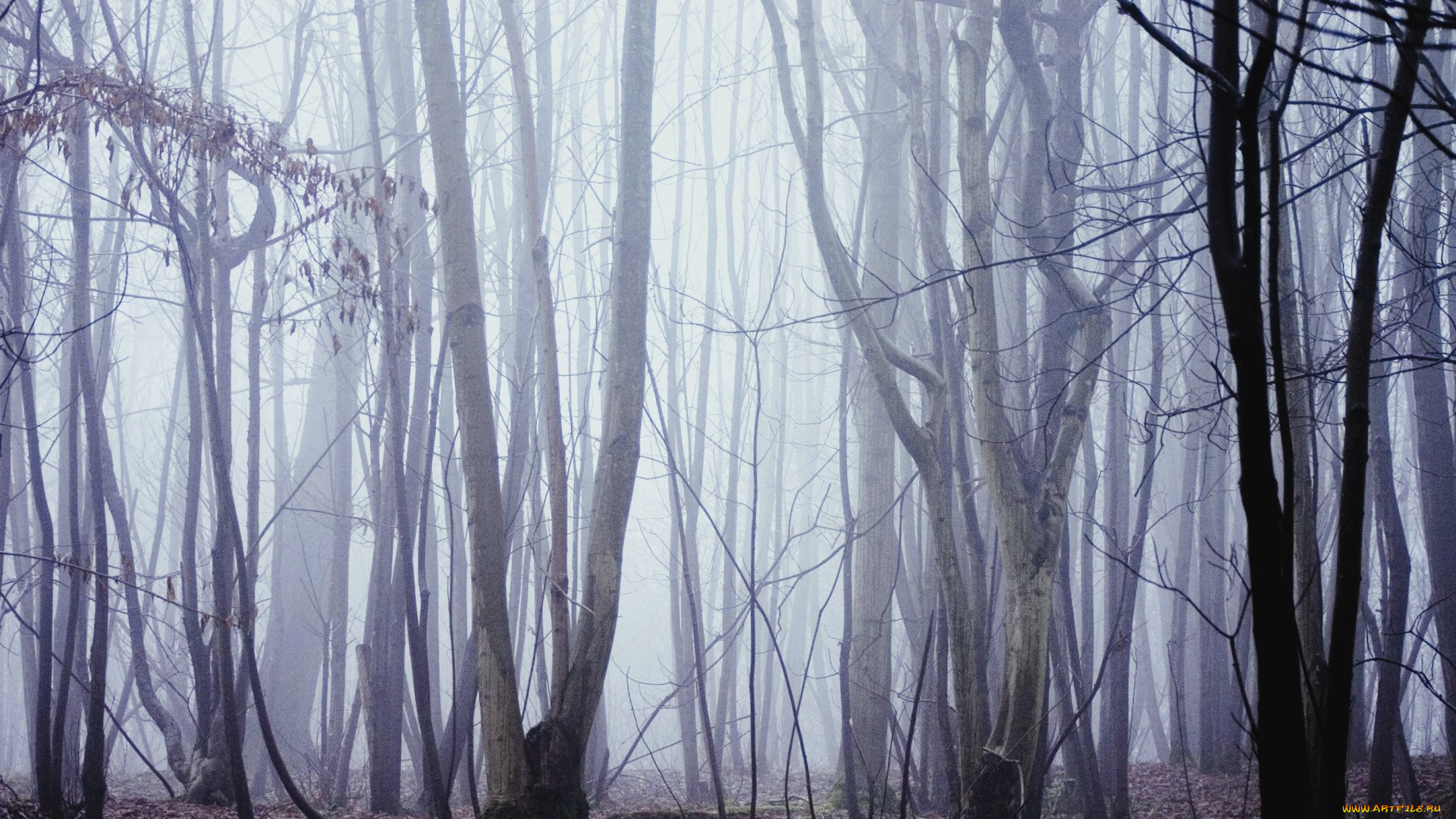 природа, лес, туман, осень