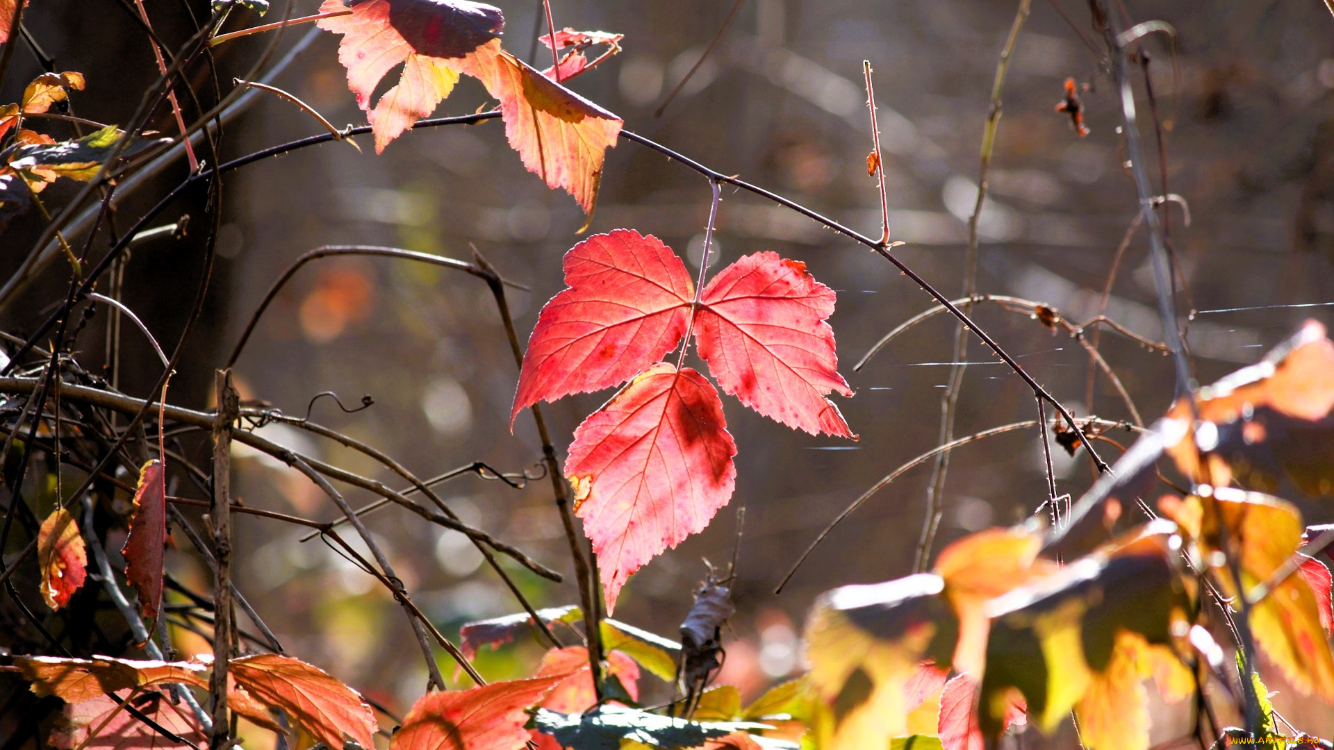 природа, листья, трава, осень