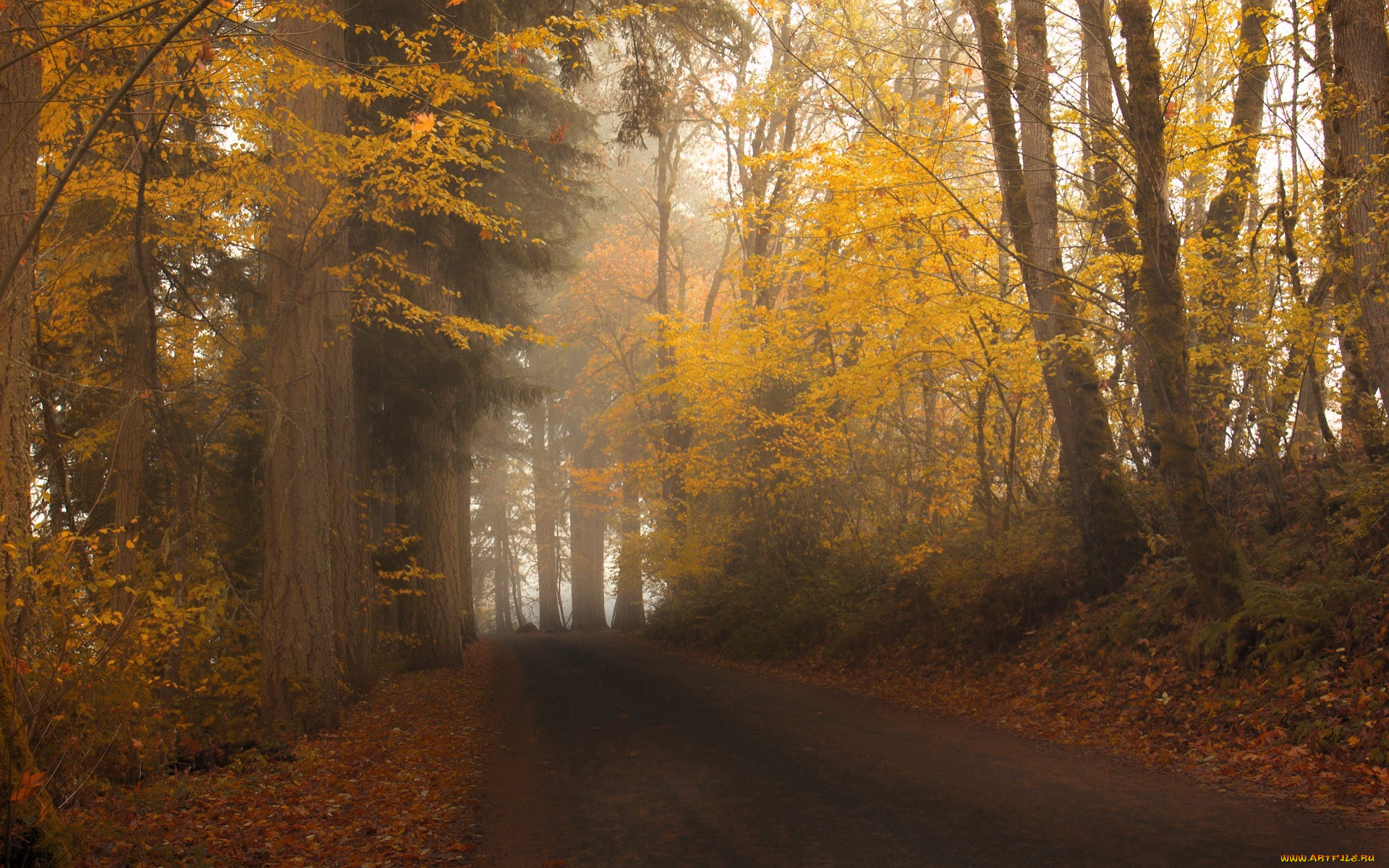 природа, дороги, осень, лес, деревья, листья, туман, дорога