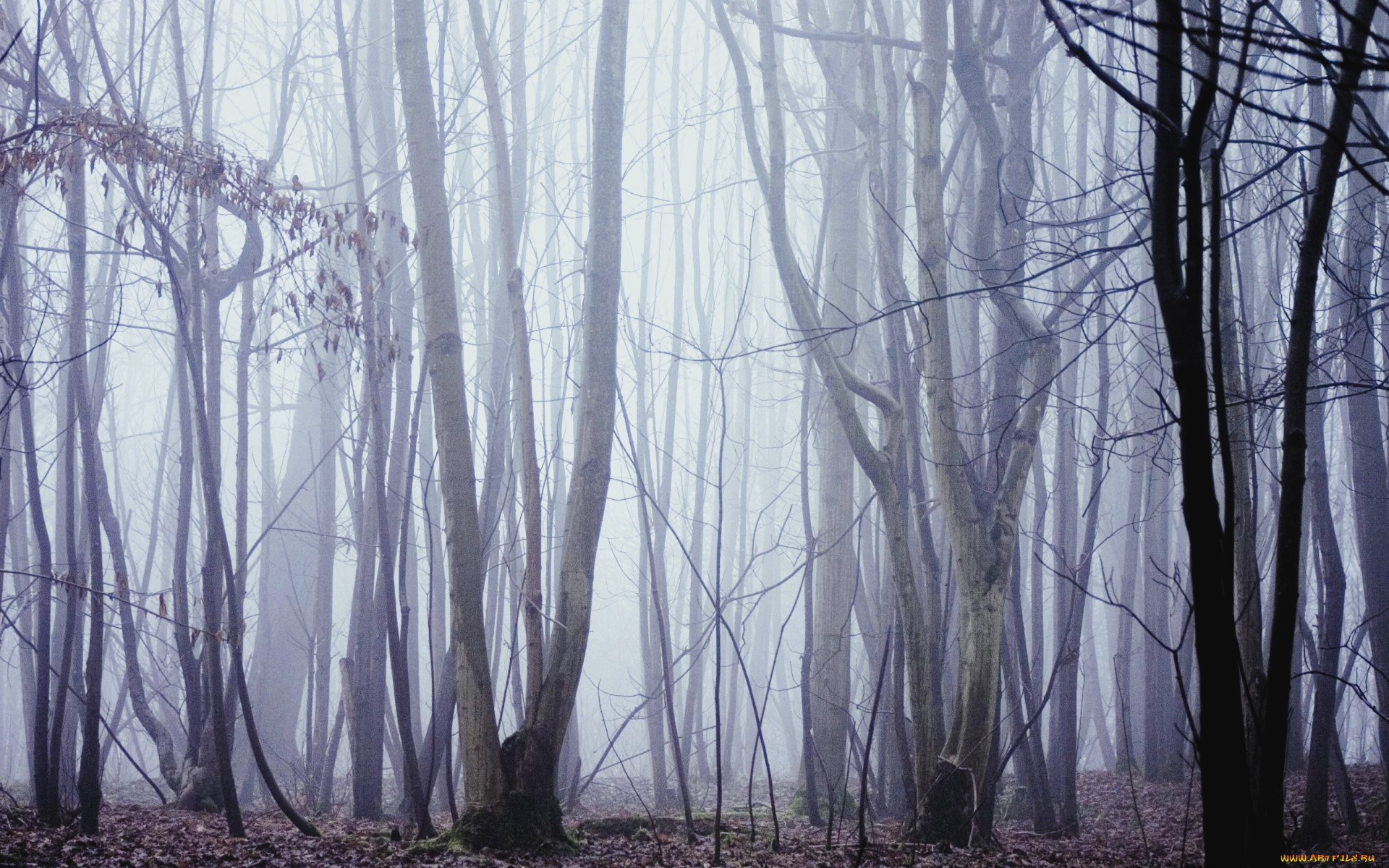 природа, лес, туман, осень