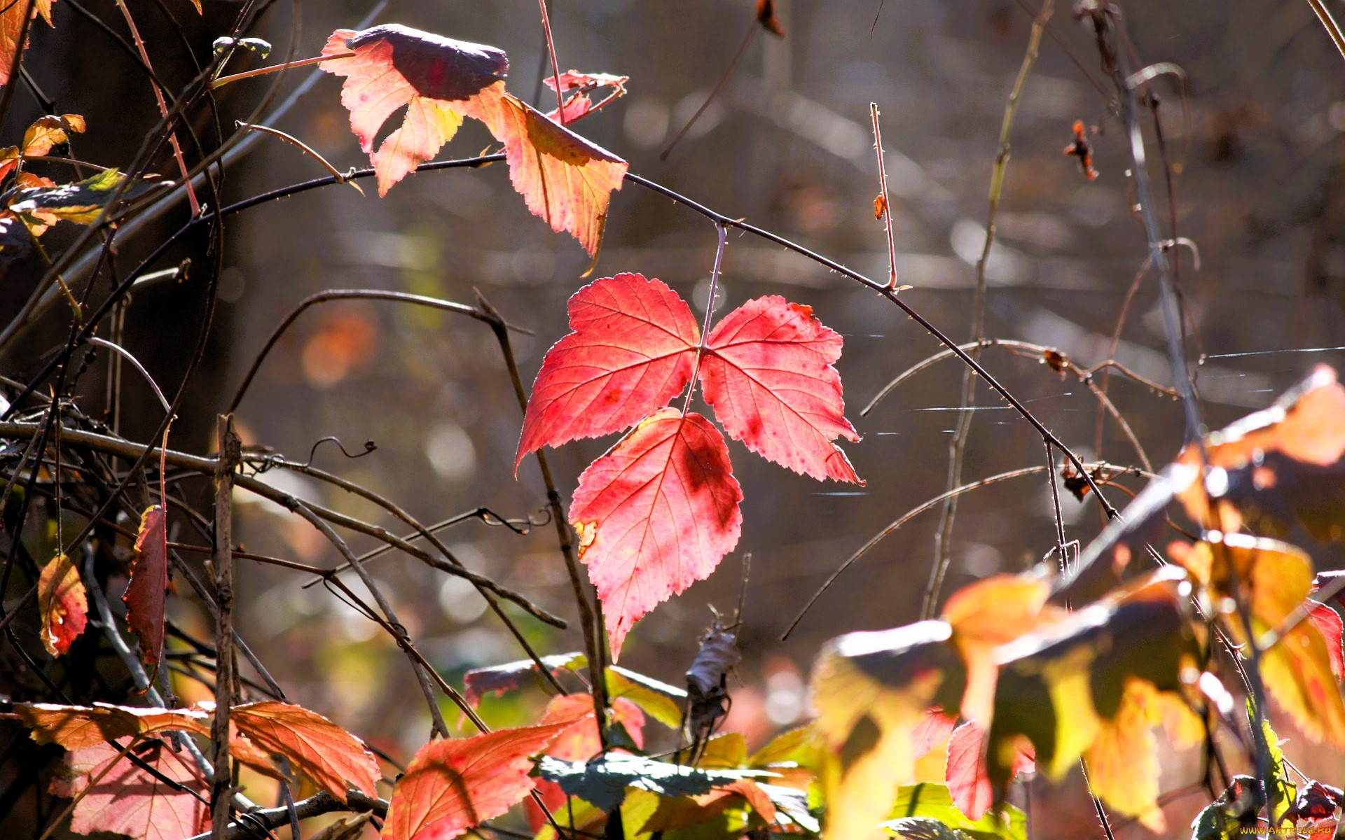 природа, листья, трава, осень