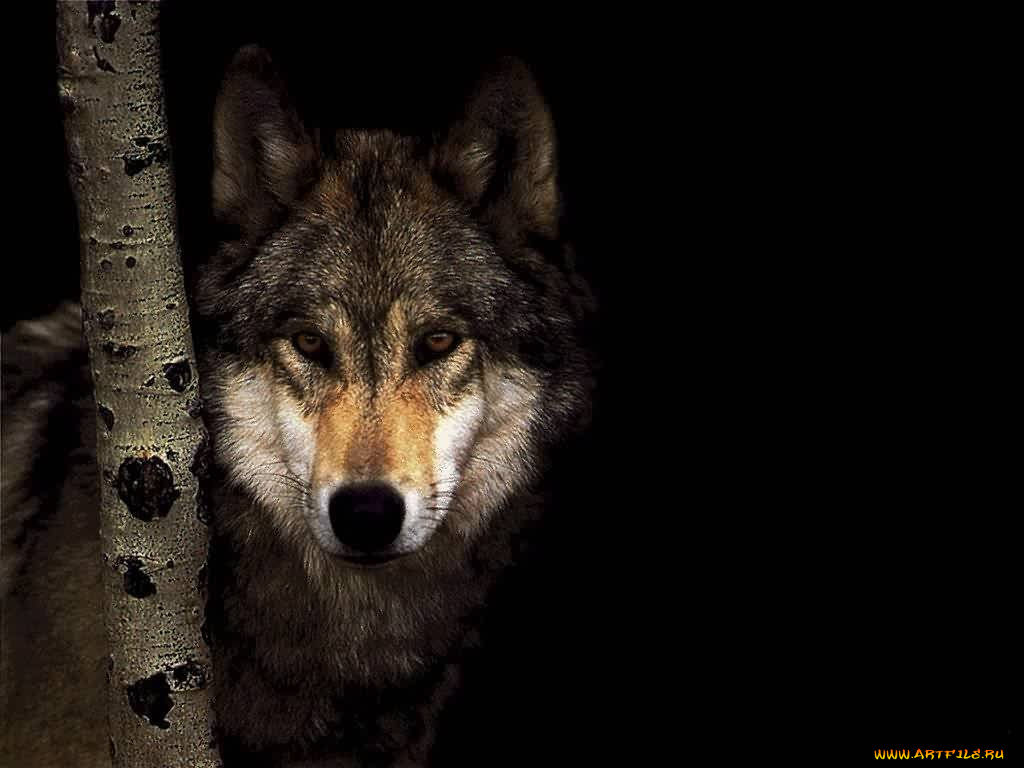 животные, волки