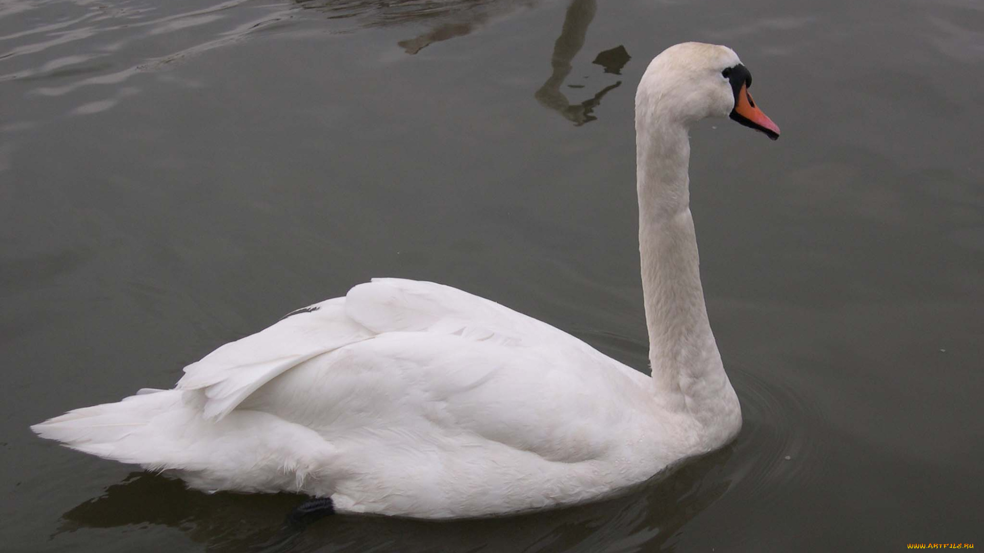 животные, лебеди