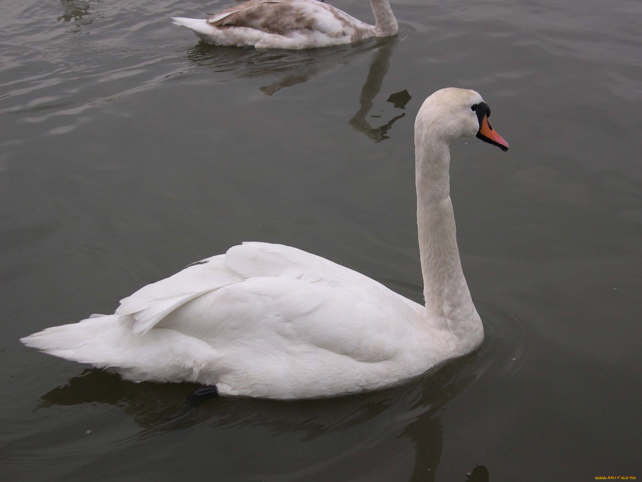 животные, лебеди