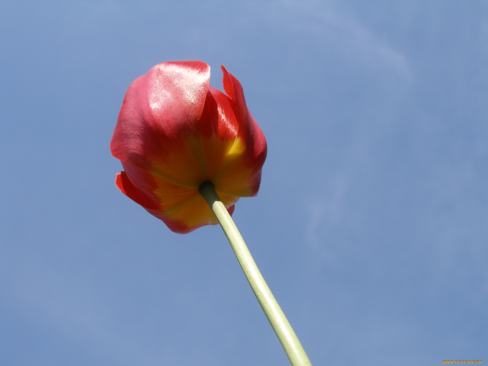 тюльпан, цветы, тюльпаны