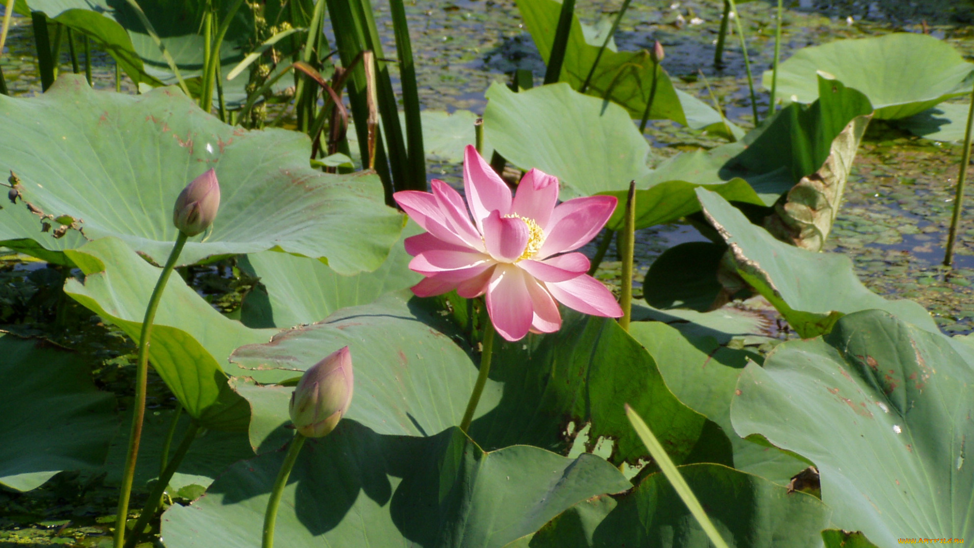 лотос, цветы, лотосы