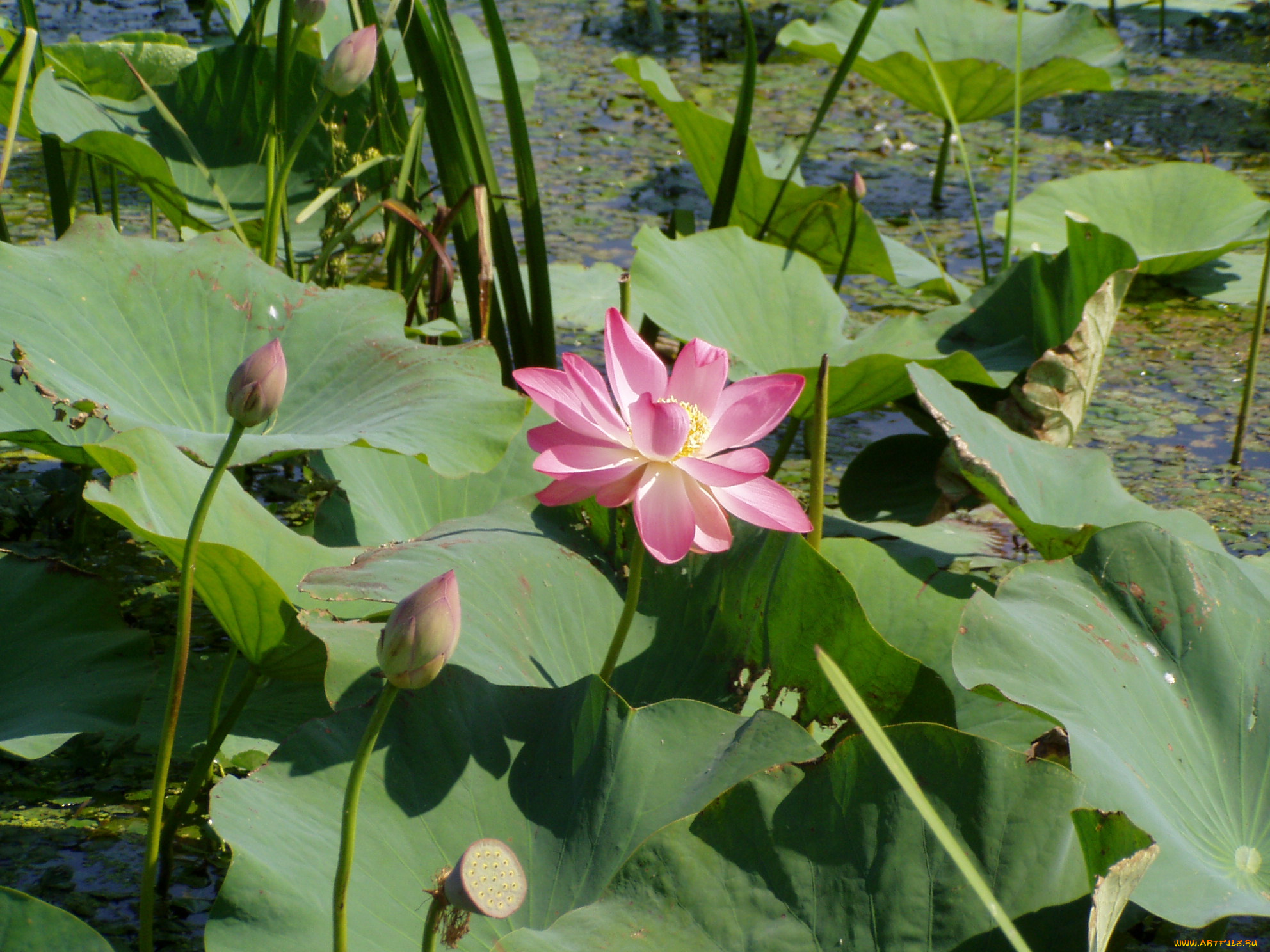 лотос, цветы, лотосы