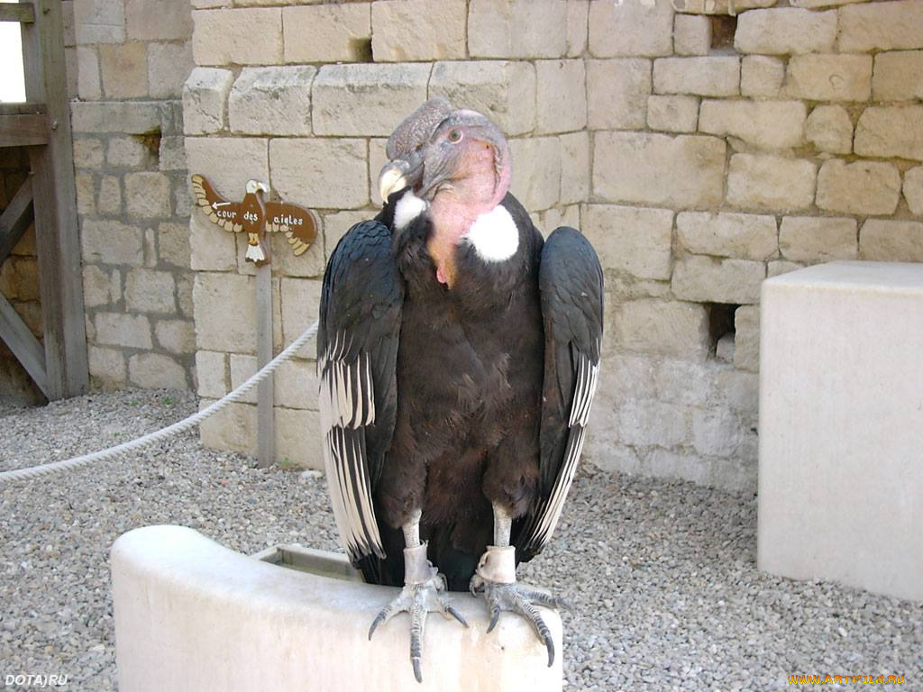 животные, птицы, хищники