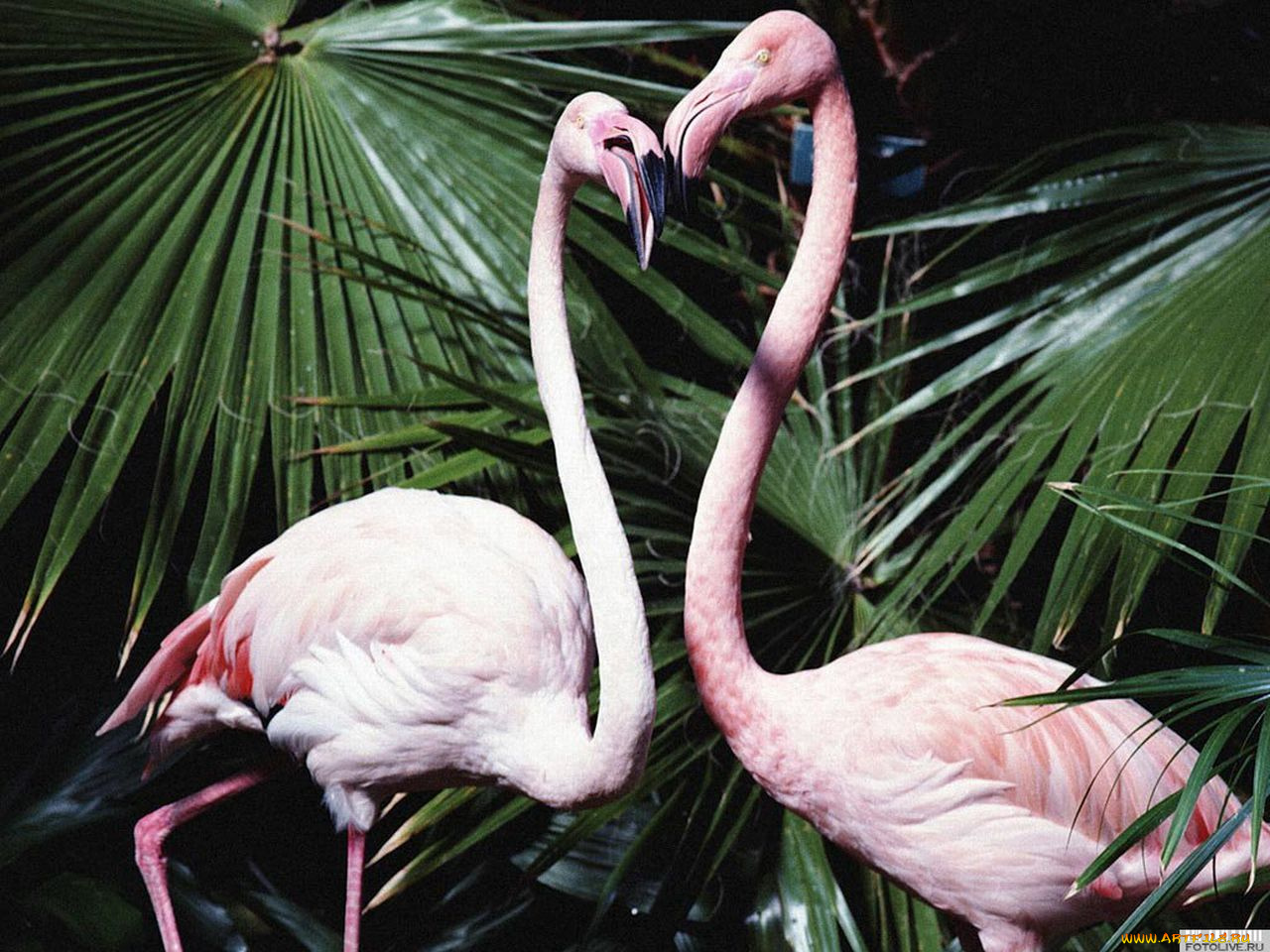 животные, фламинго