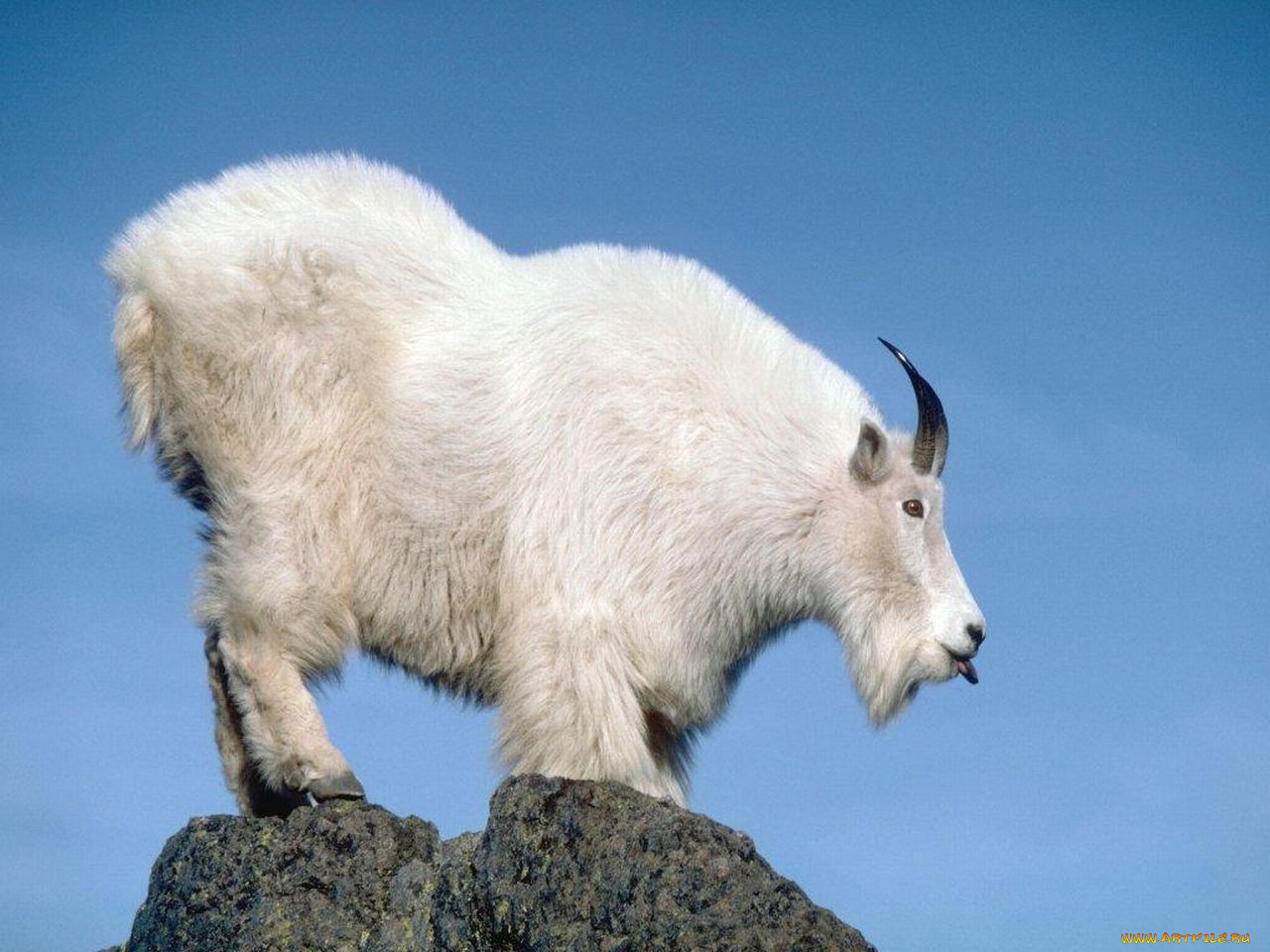 животные, козы