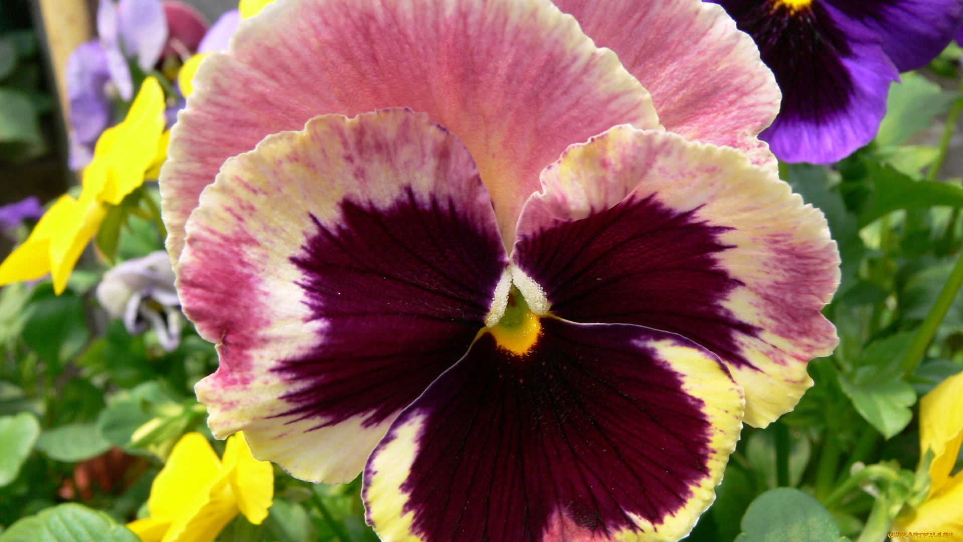 цветы, анютины, глазки, садовые, фиалки