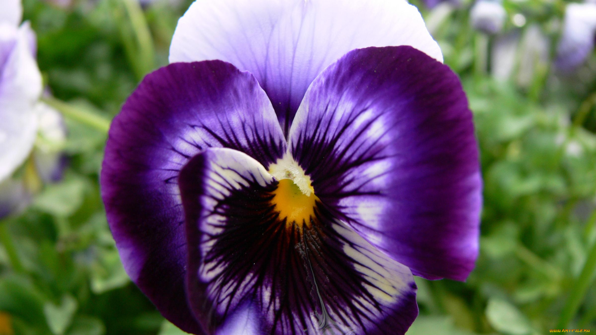 цветы, анютины, глазки, садовые, фиалки