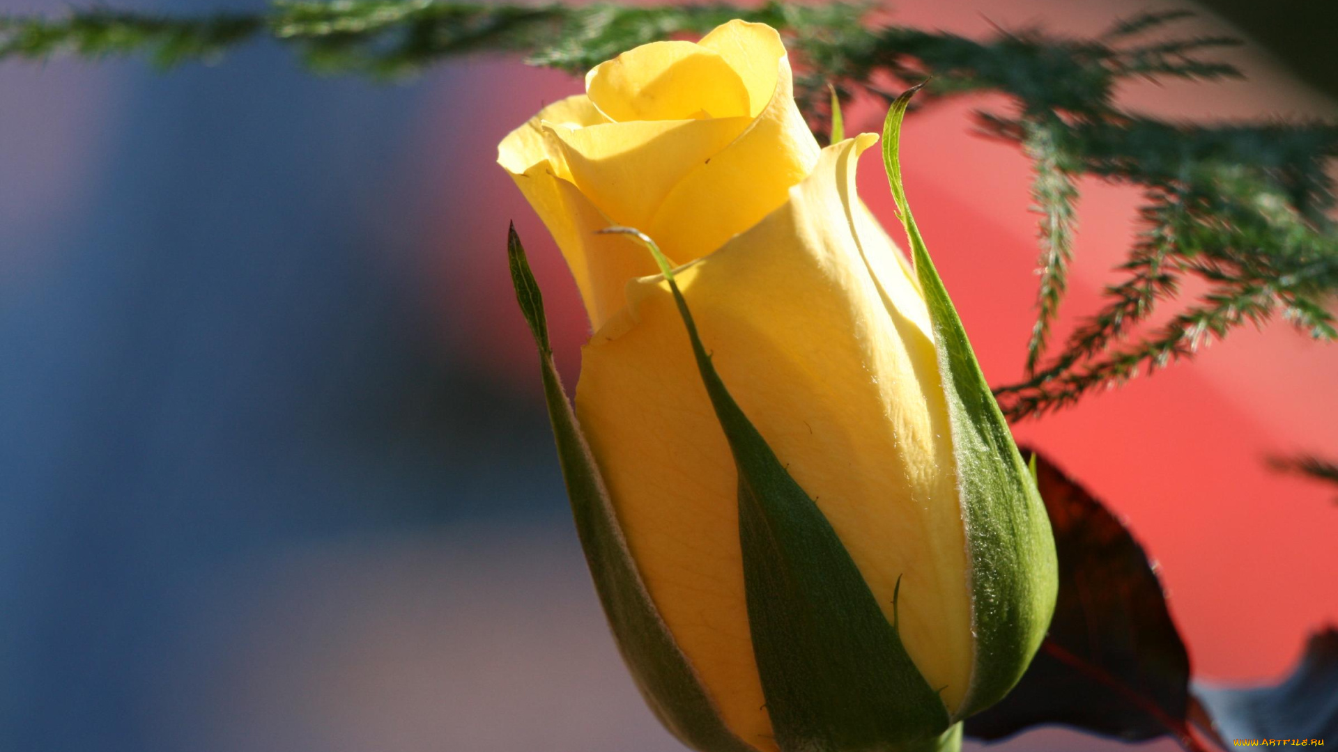 цветы, розы