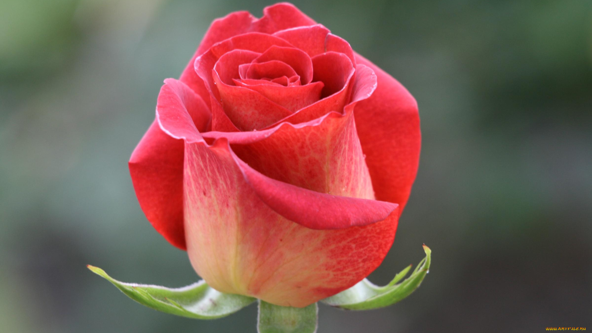 цветы, розы