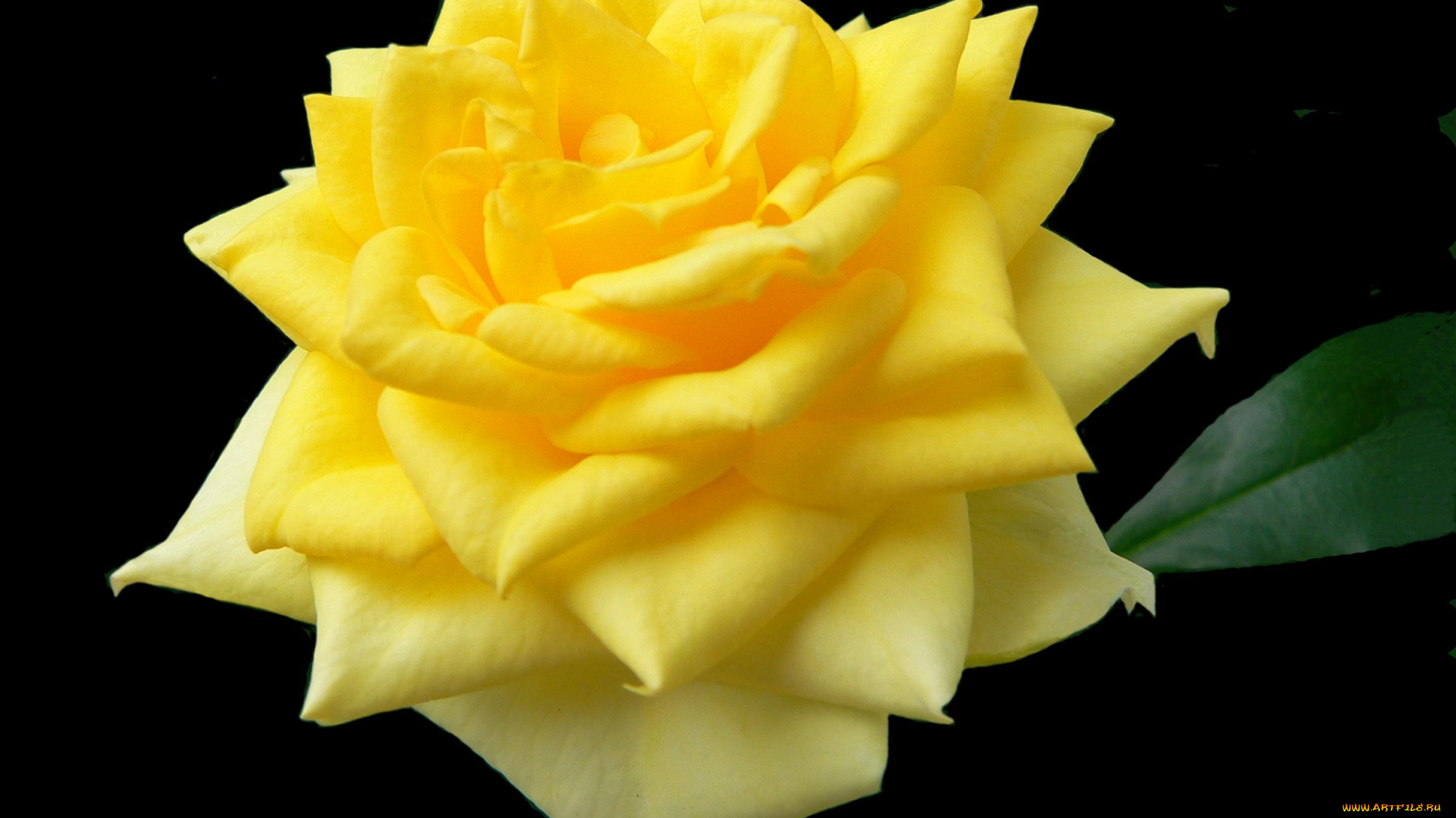 цветы, розы