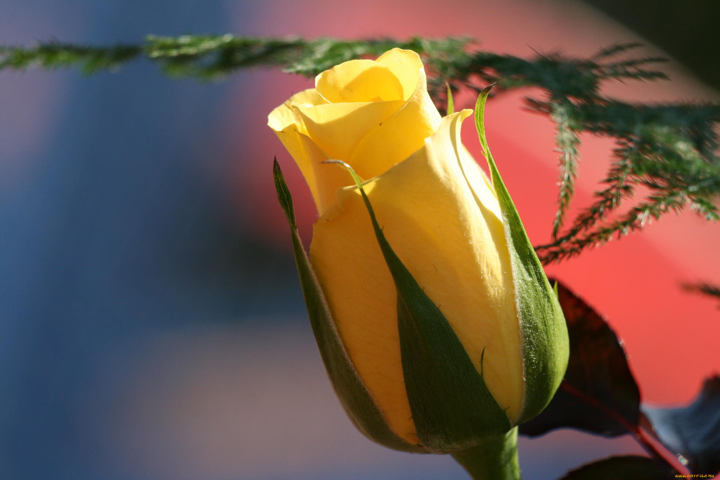 цветы, розы