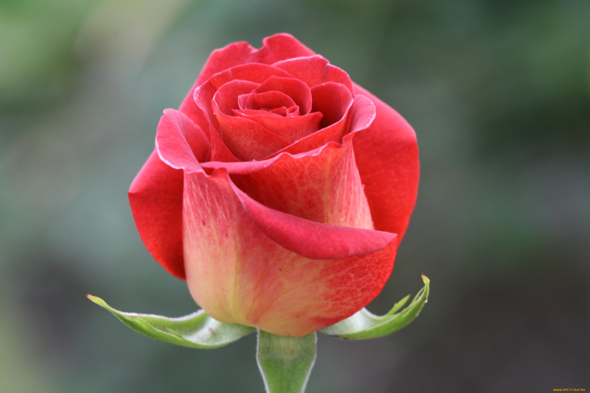 цветы, розы