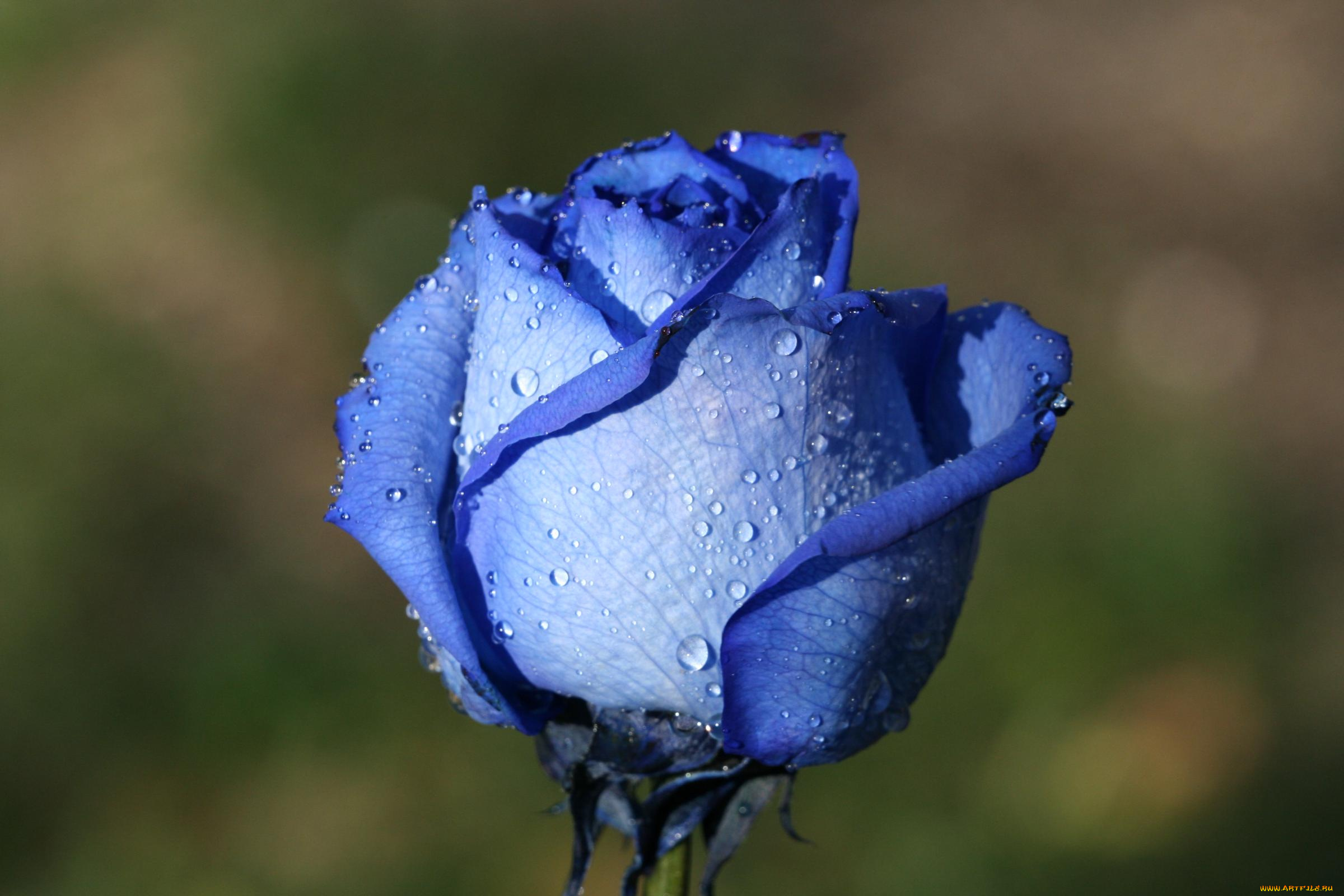 цветы, розы