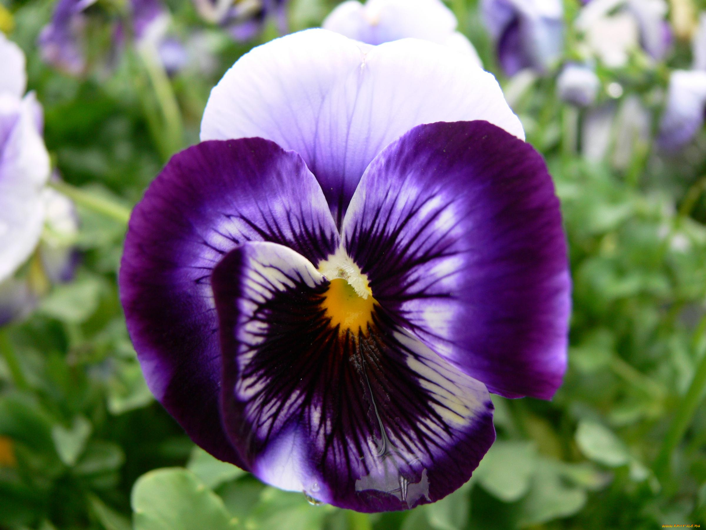 цветы, анютины, глазки, садовые, фиалки