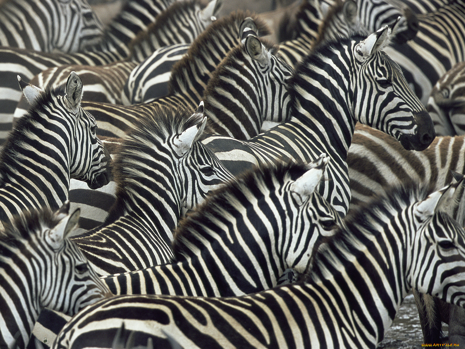 животные, зебры