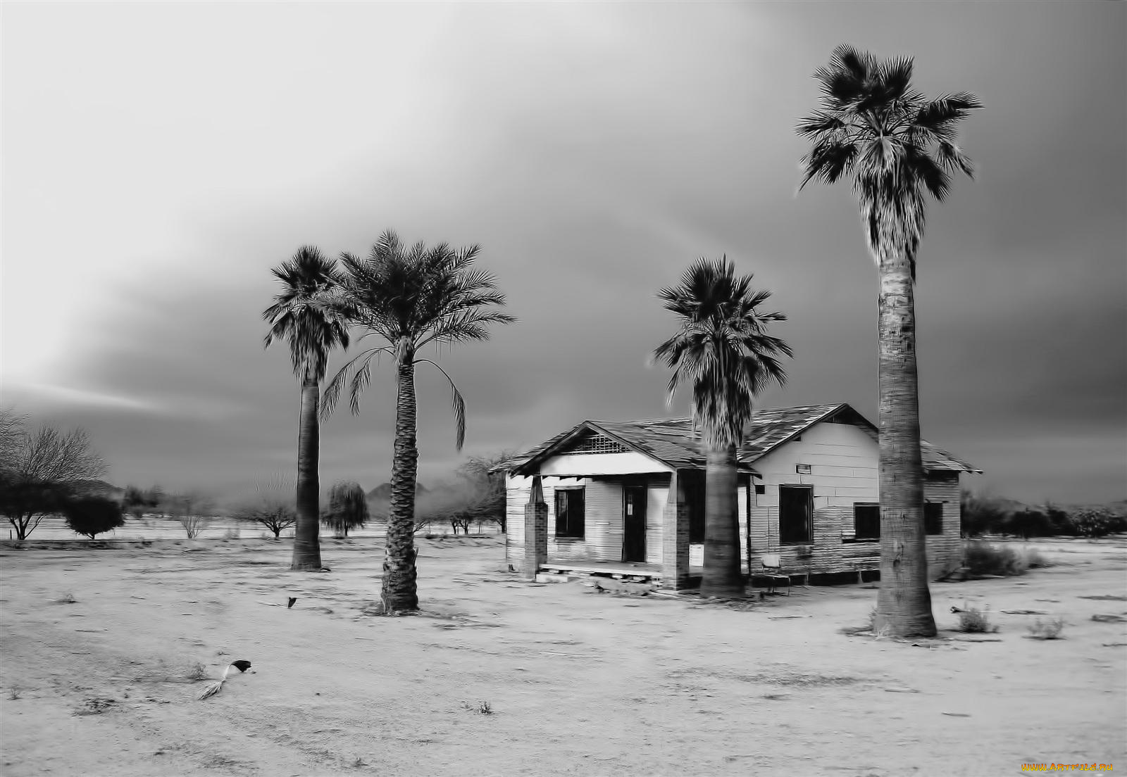 3д, графика, nature, landscape, природа, дом, пальмы, песок