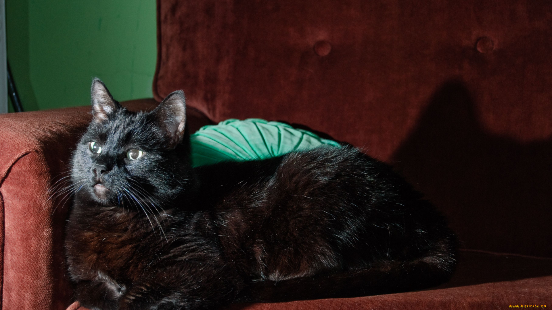 животные, коты, черная, кошка