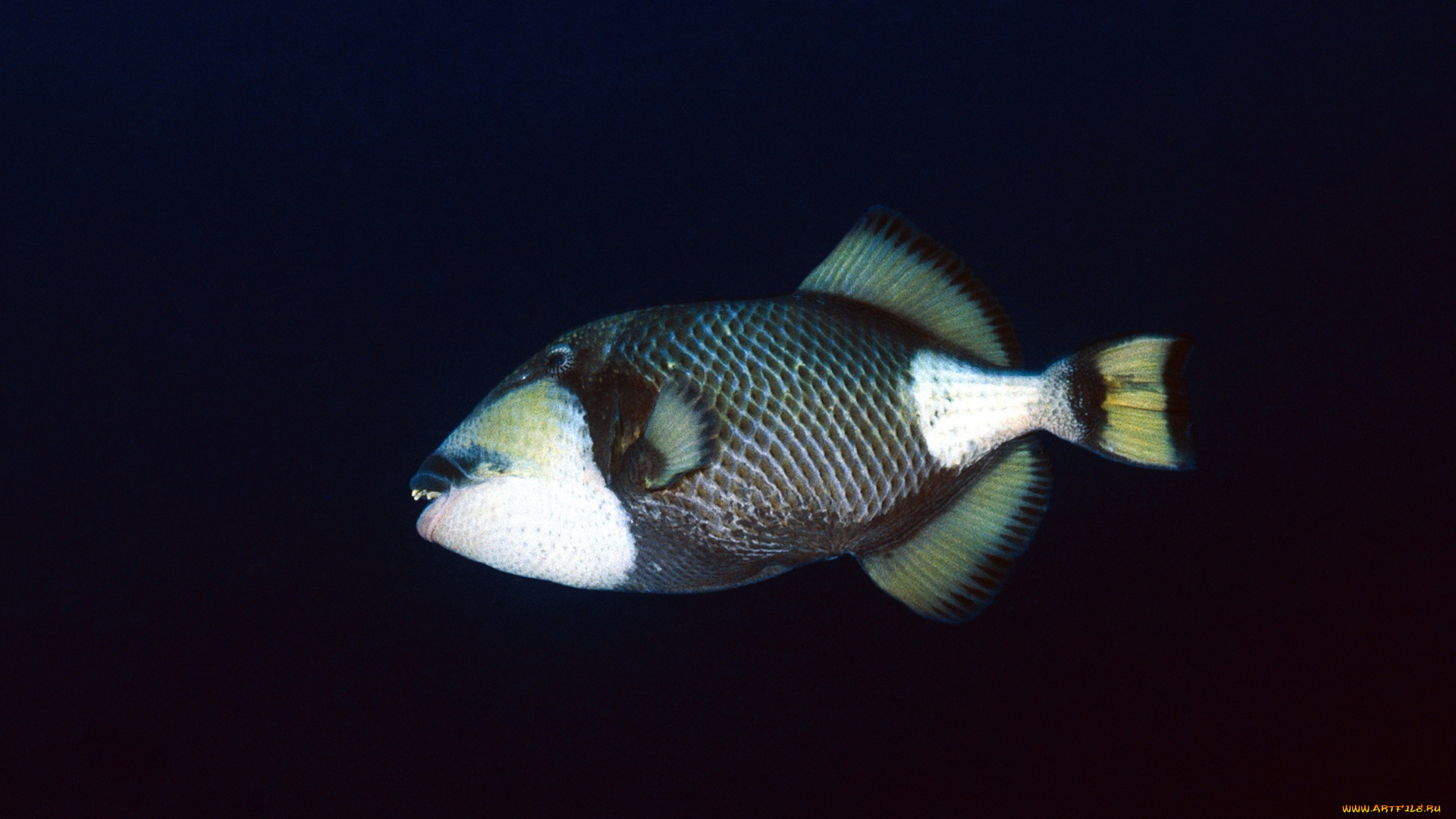 животные, рыбы, фон, тёмный
