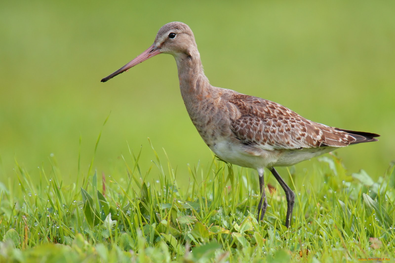 животные, птицы, птица